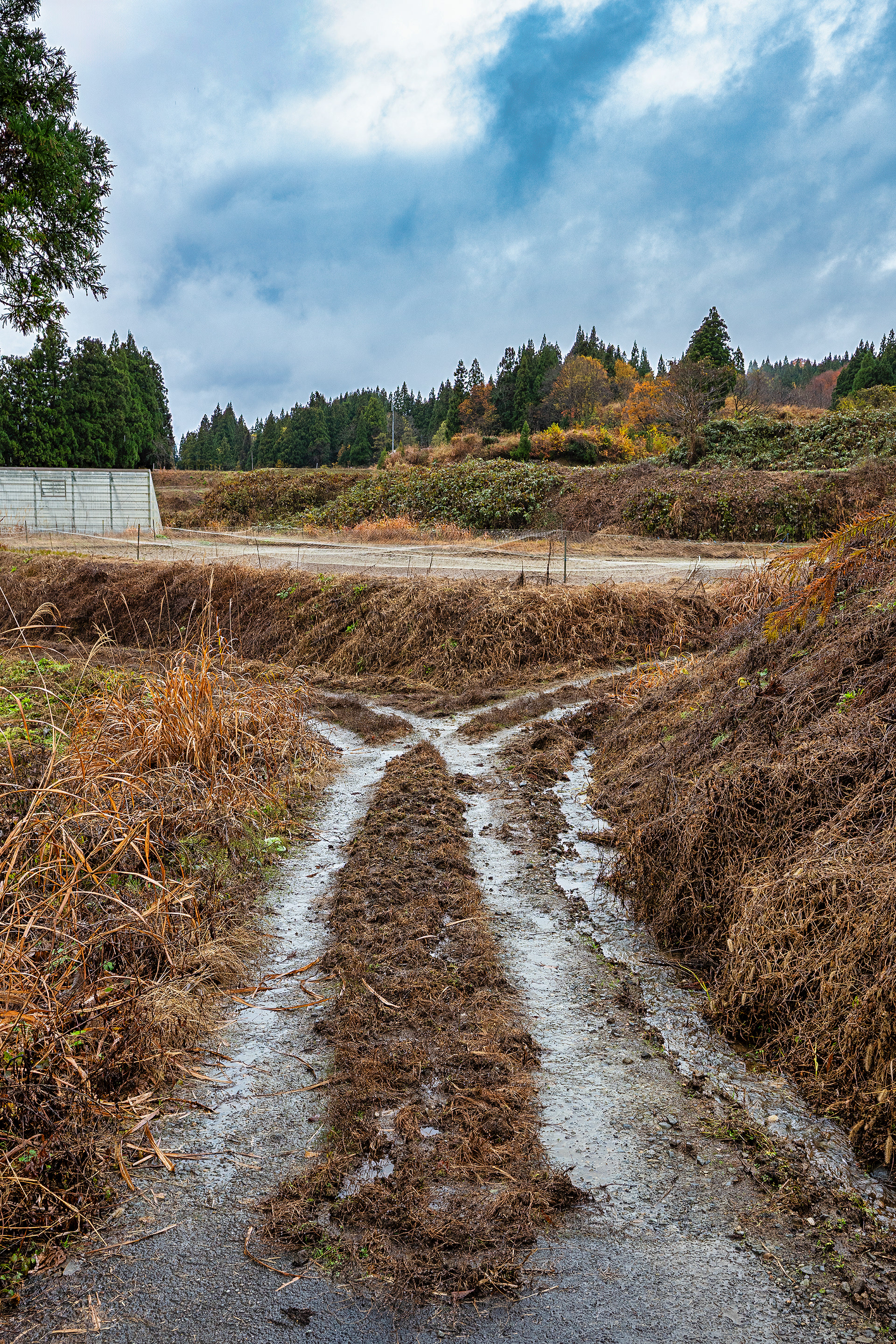 A wet fall day in the Nagaoka region at Fukusawa Koi Farm
