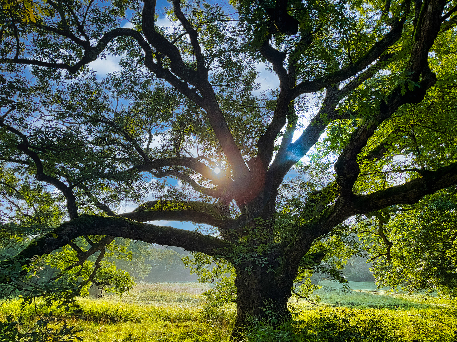 The "Bedford Oak"
