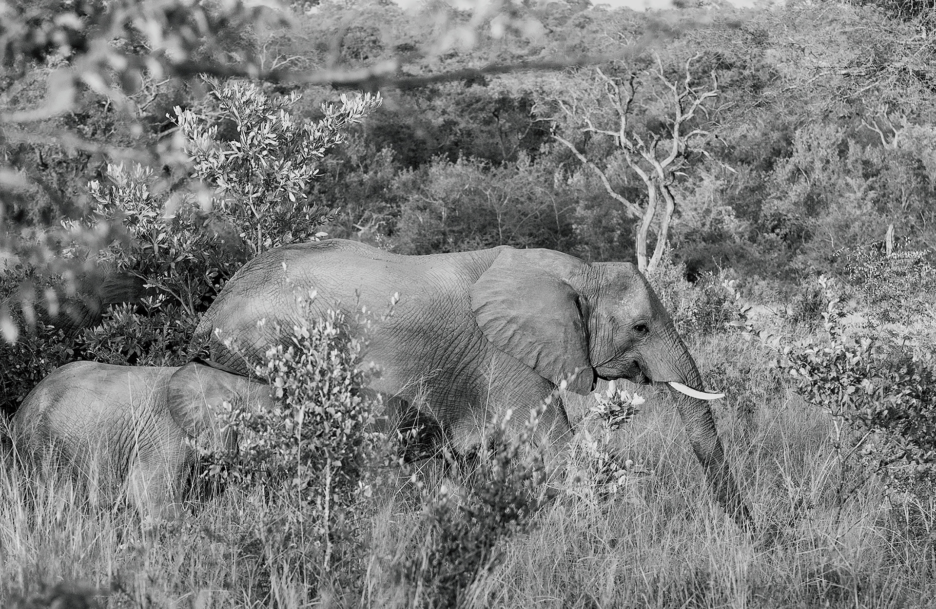 Kruger Ellie family leaving the safety of trees for a meal in the brush