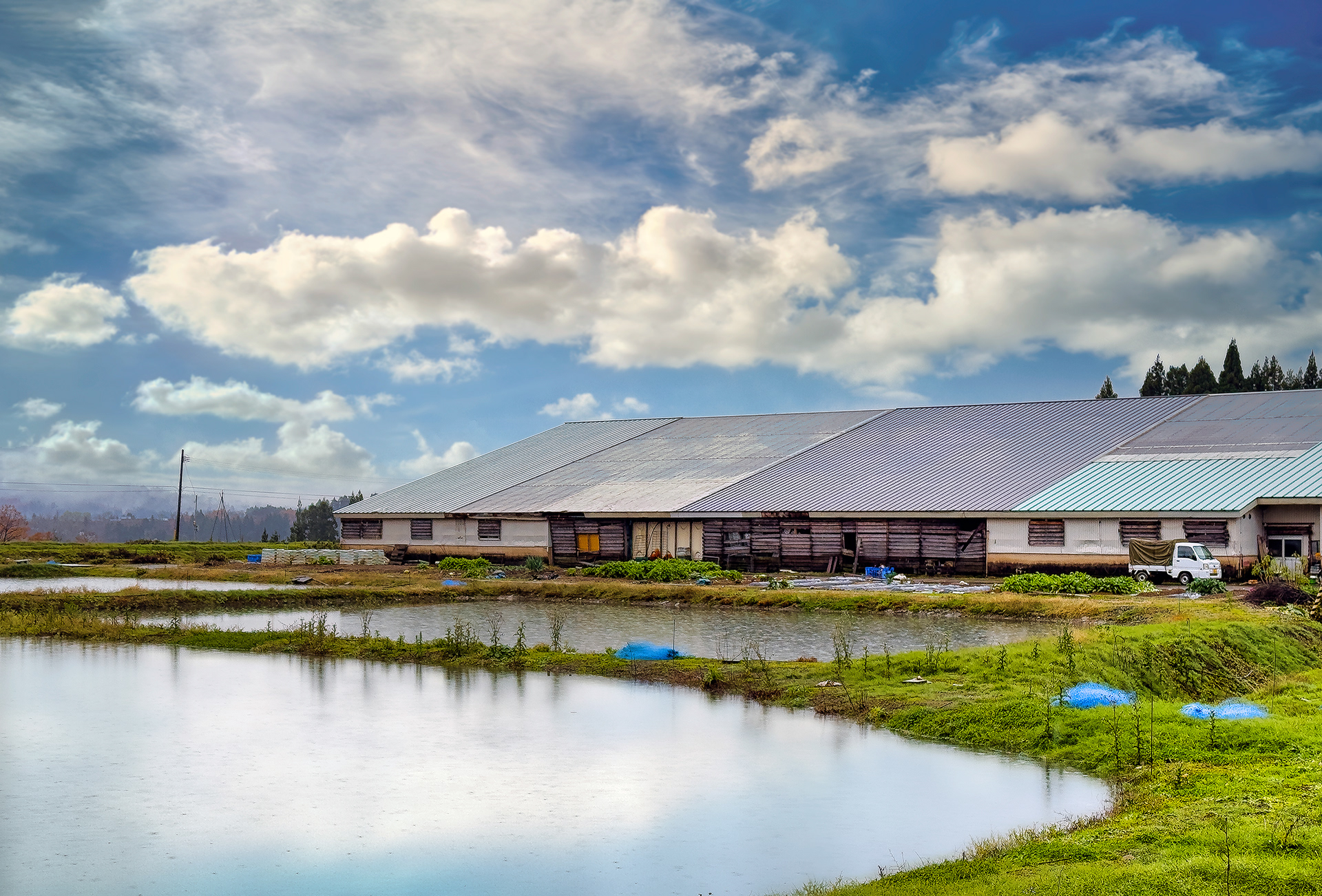 Marusei Koi Farms are about Koi, rice and vegetable.