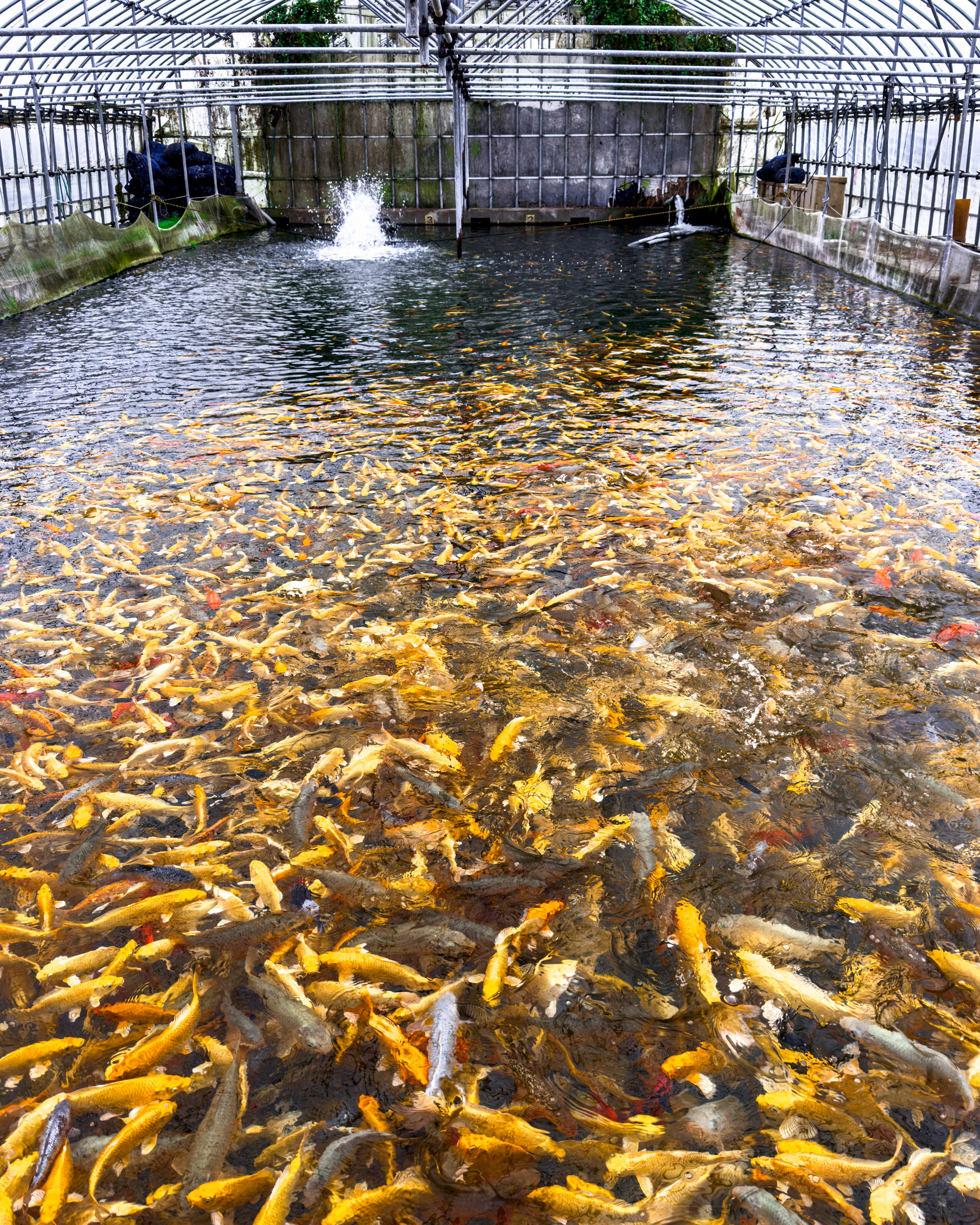 Marusei Koi Farms