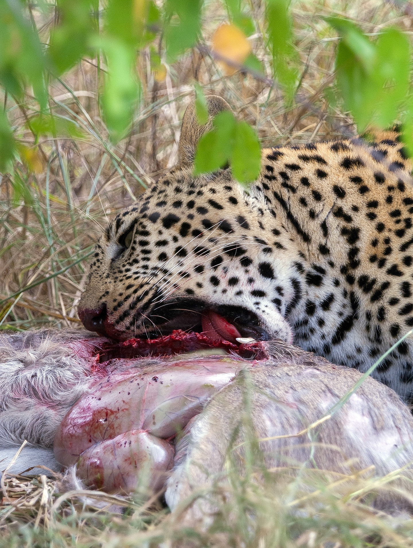 Young leopard has a bit of lunch