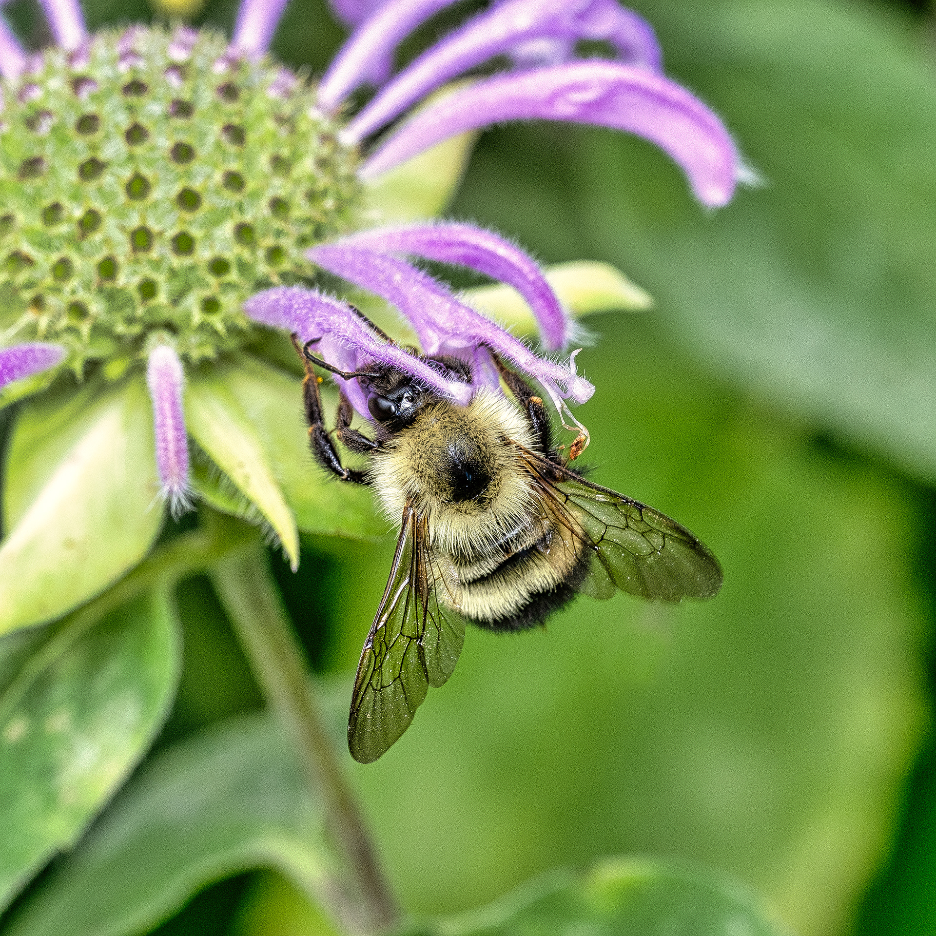 So much wildlife in Bedford