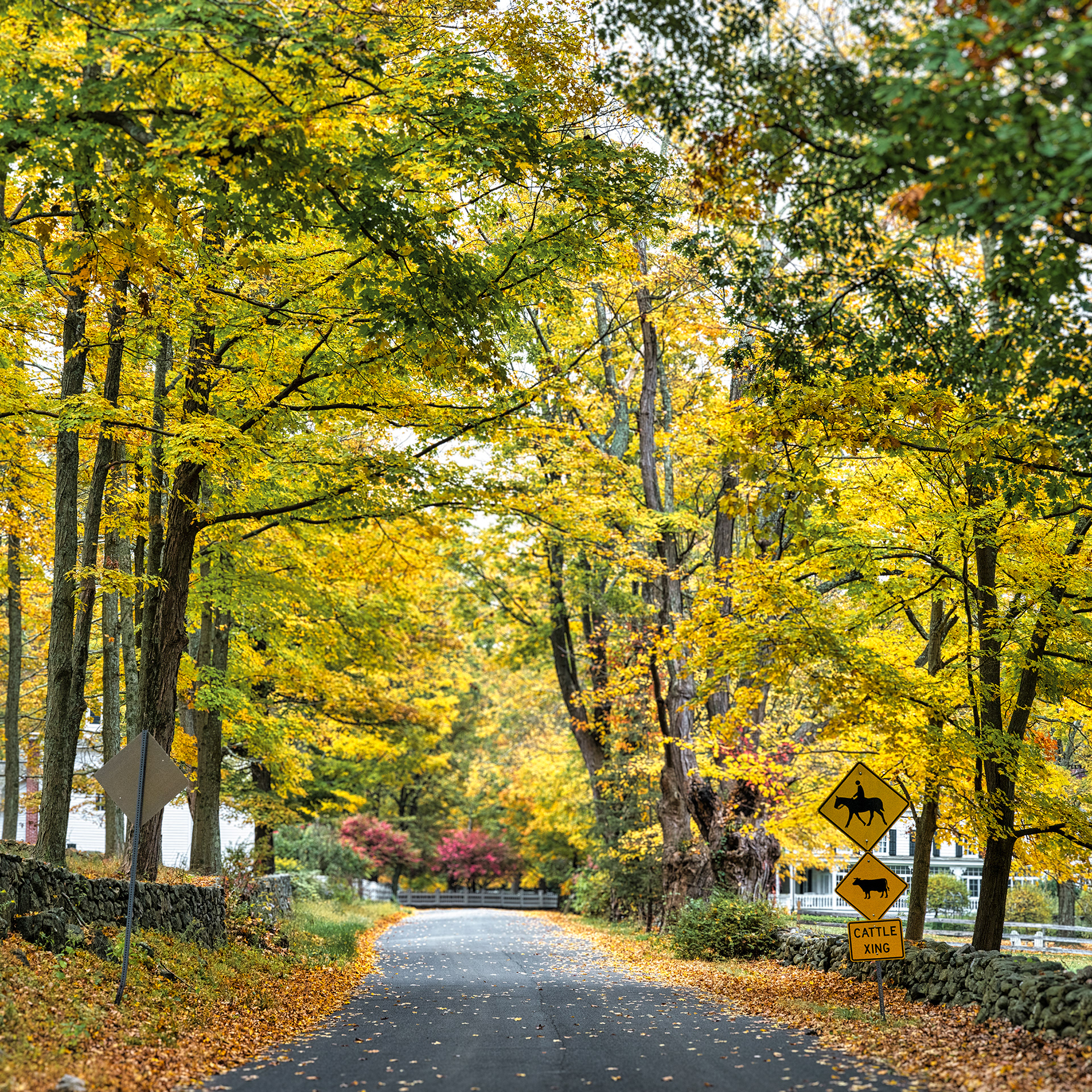 Beautiful Black Brook Road with fall colors in Bedford, NY