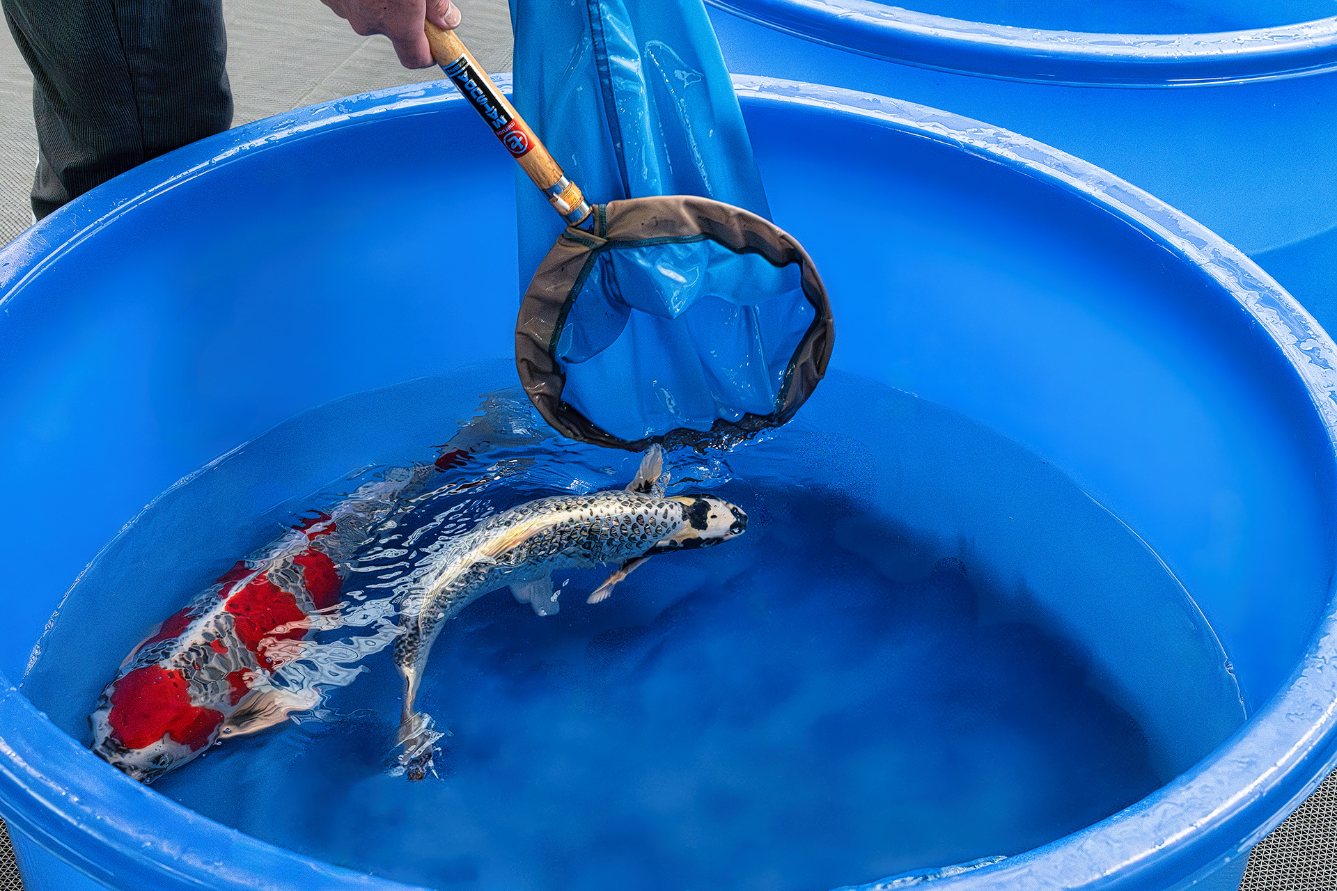The most beautiful Koi at Motoyoshi Koi Farm