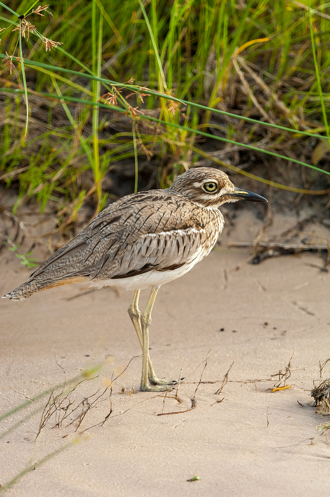 Sand Piper, Zambezi River