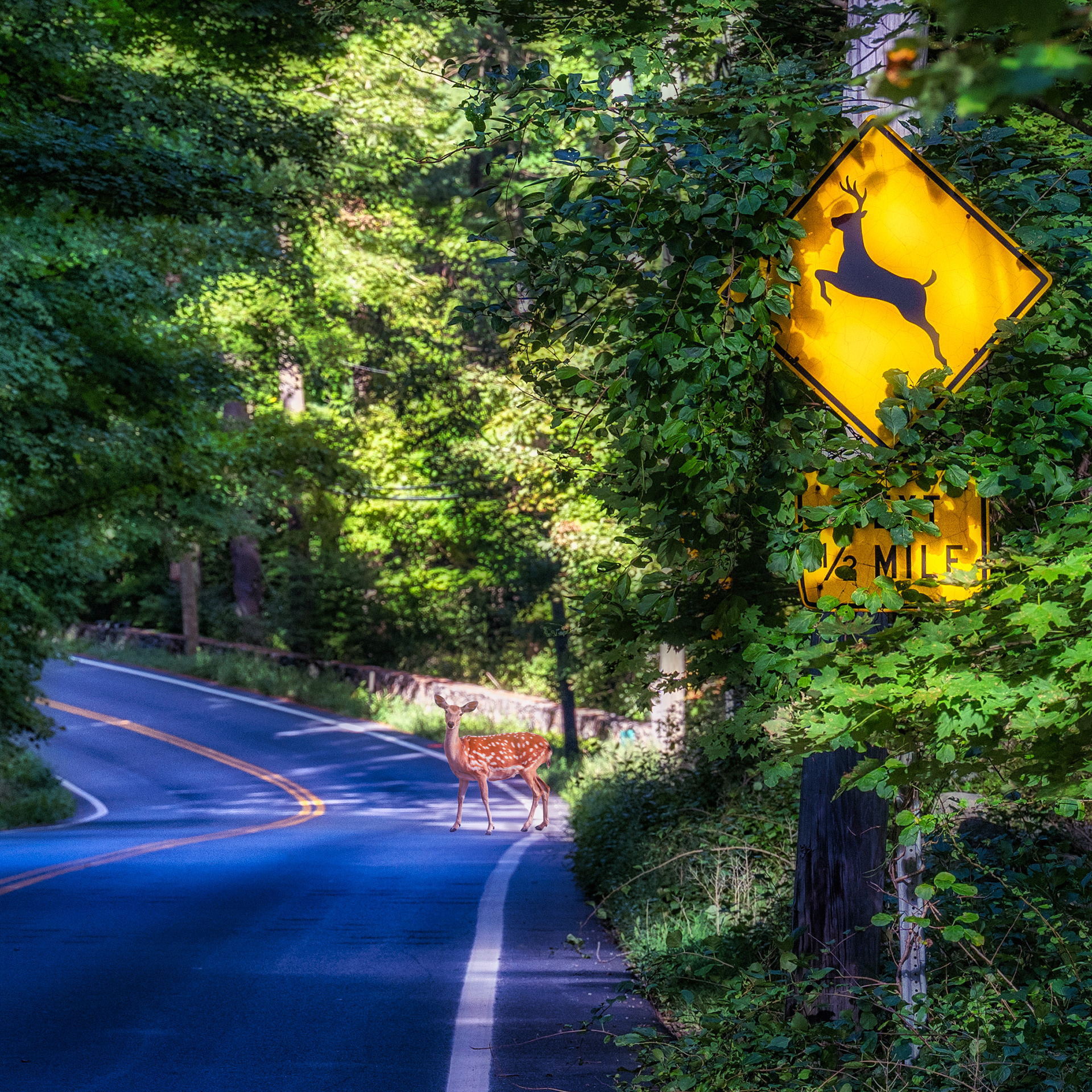 Yes, deer are in abundance about town.