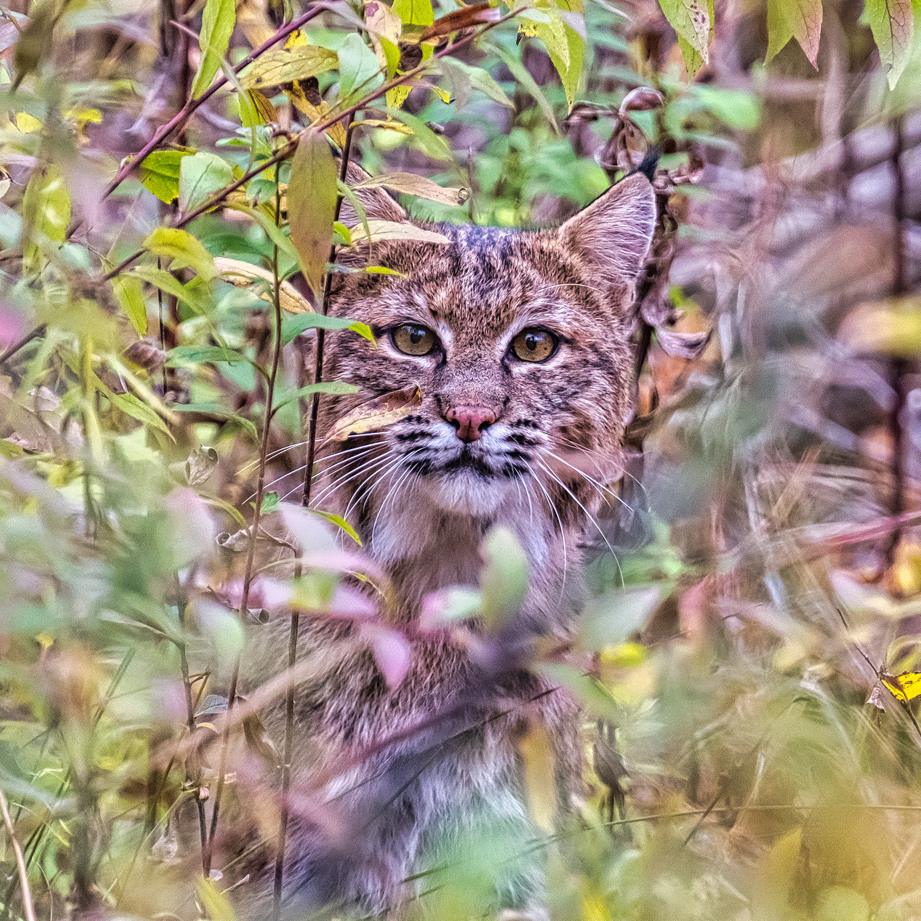 Bob Cats are not uncommon in the Town of Bedford