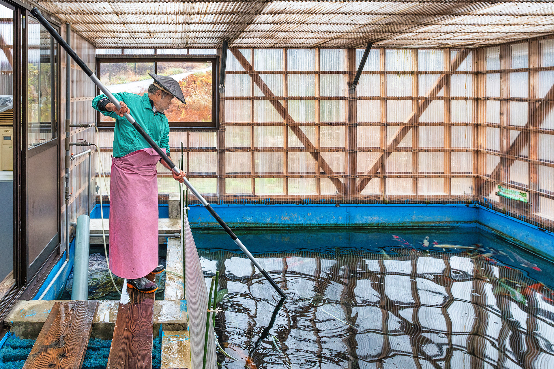 Netting the best koi at the Fukusawa Koi Farm