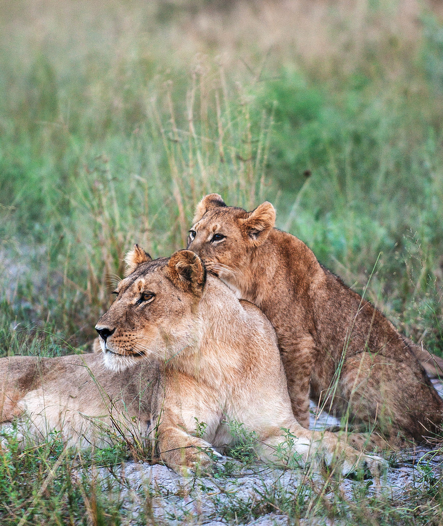Lioness and her cub keep an eye out on their neighborhood