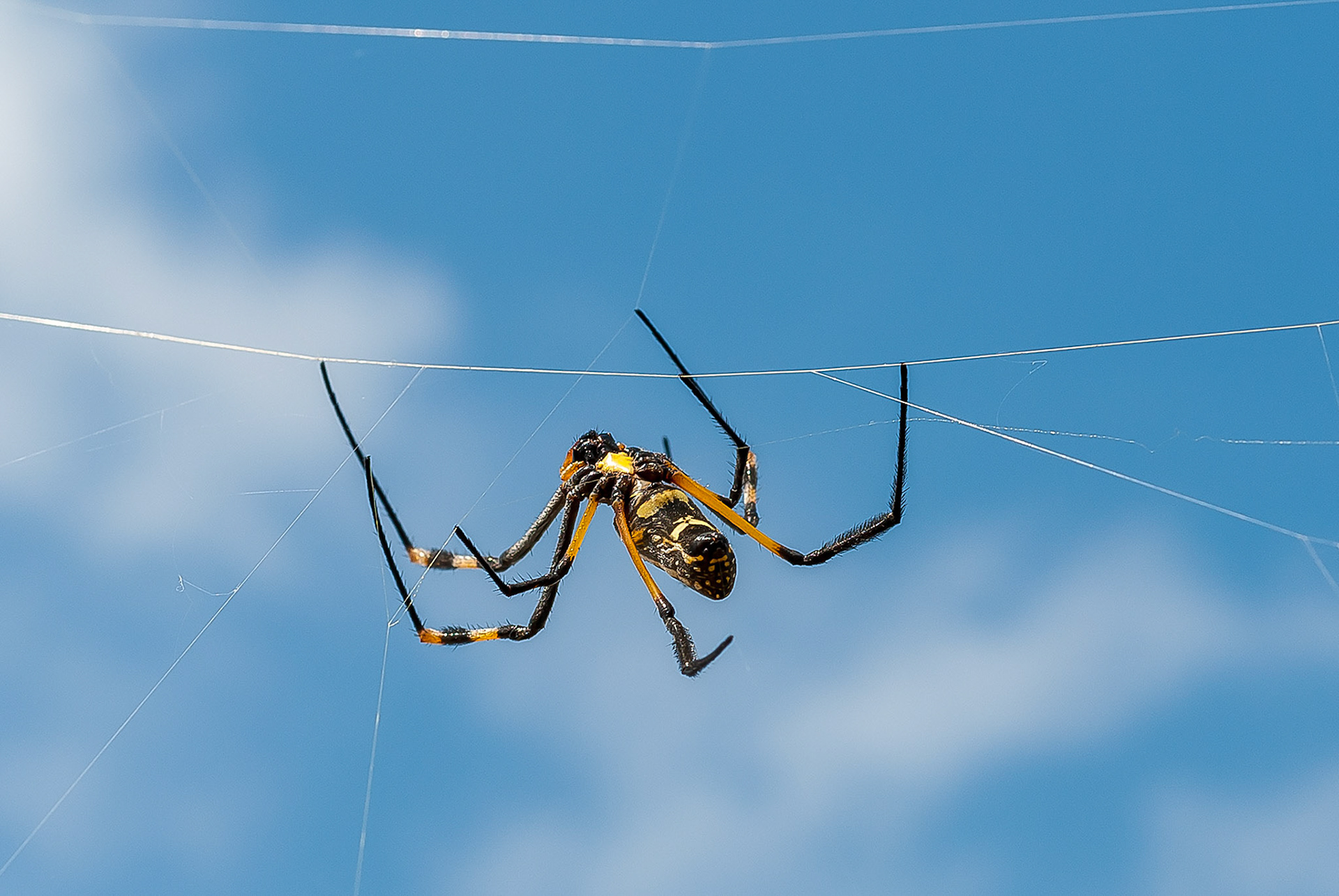 Everything in the Okavango Delta that's dangerous isn't big.