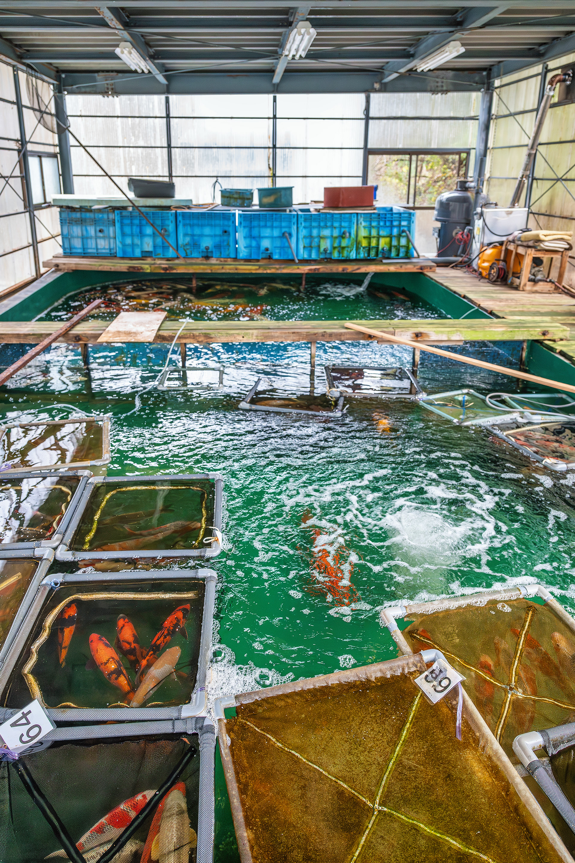 Marusei Koi Farm Ponds