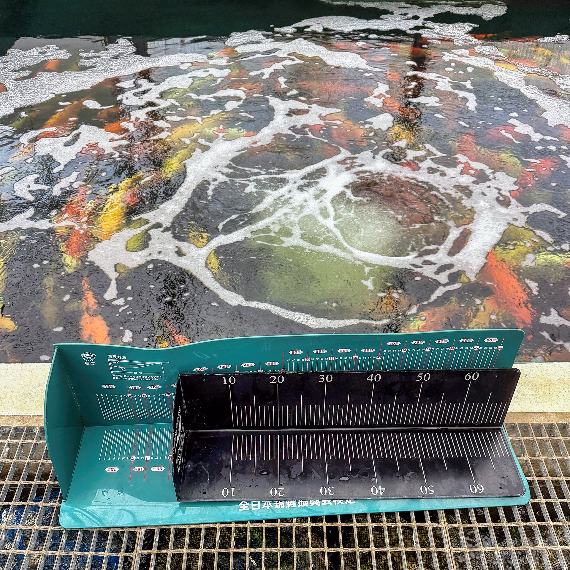 Tools of the trade to measure koi length at Marusei Farms