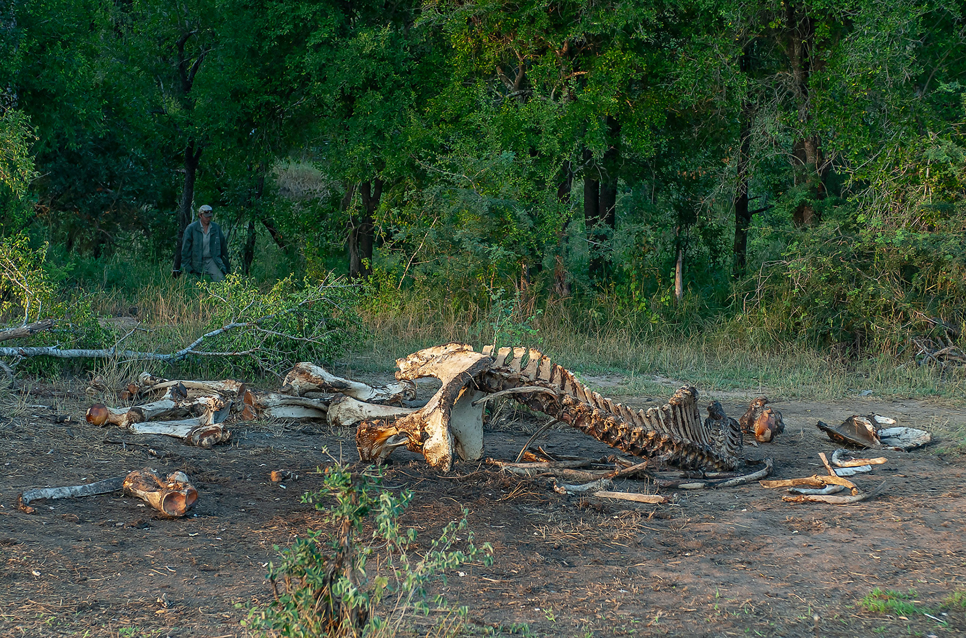 Elephant poaching is a problem leading to extinction of species across Africa.  This is an elephant found having been poached in The Kruger National Park.