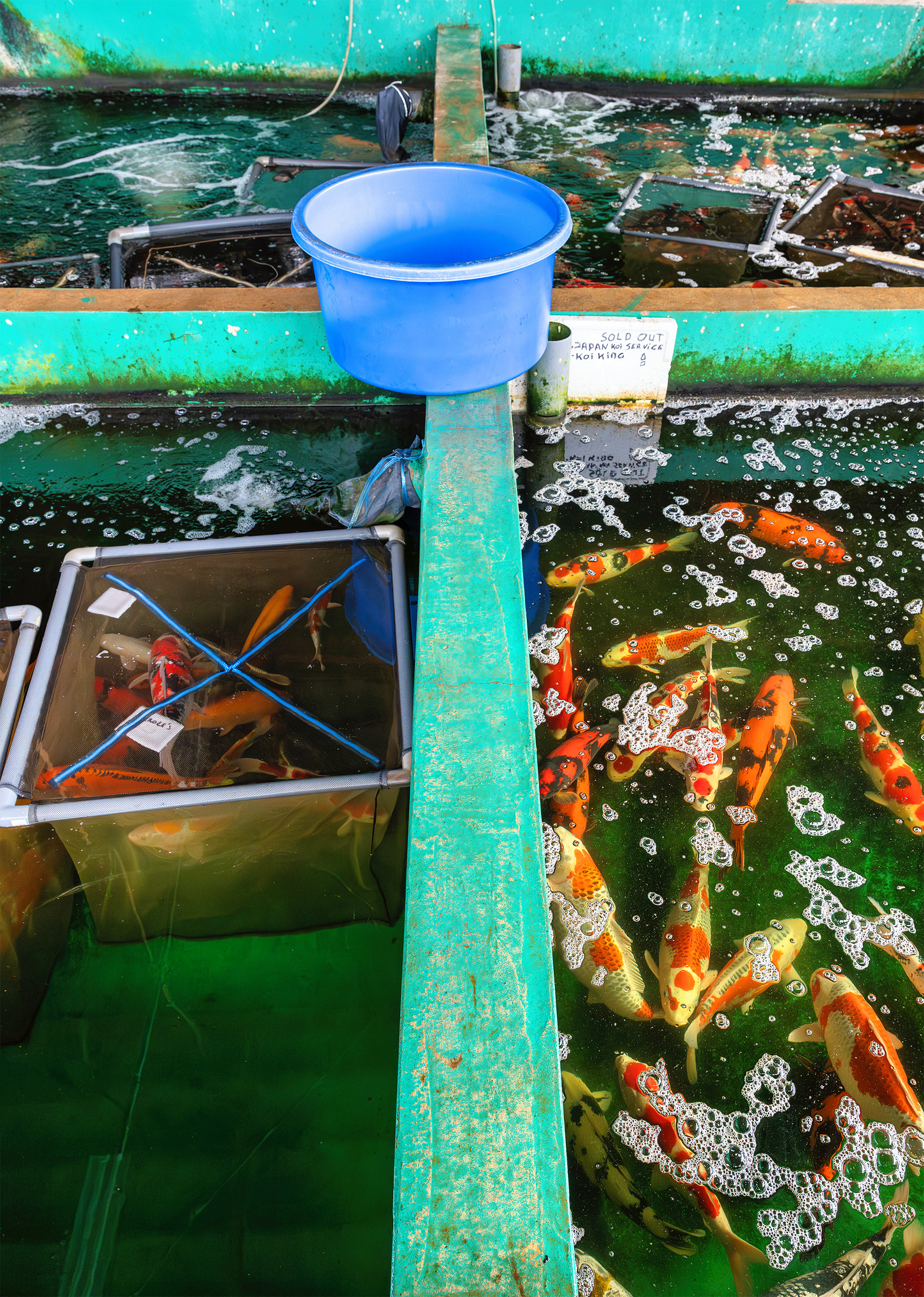 Marusei Koi Farm Ponds