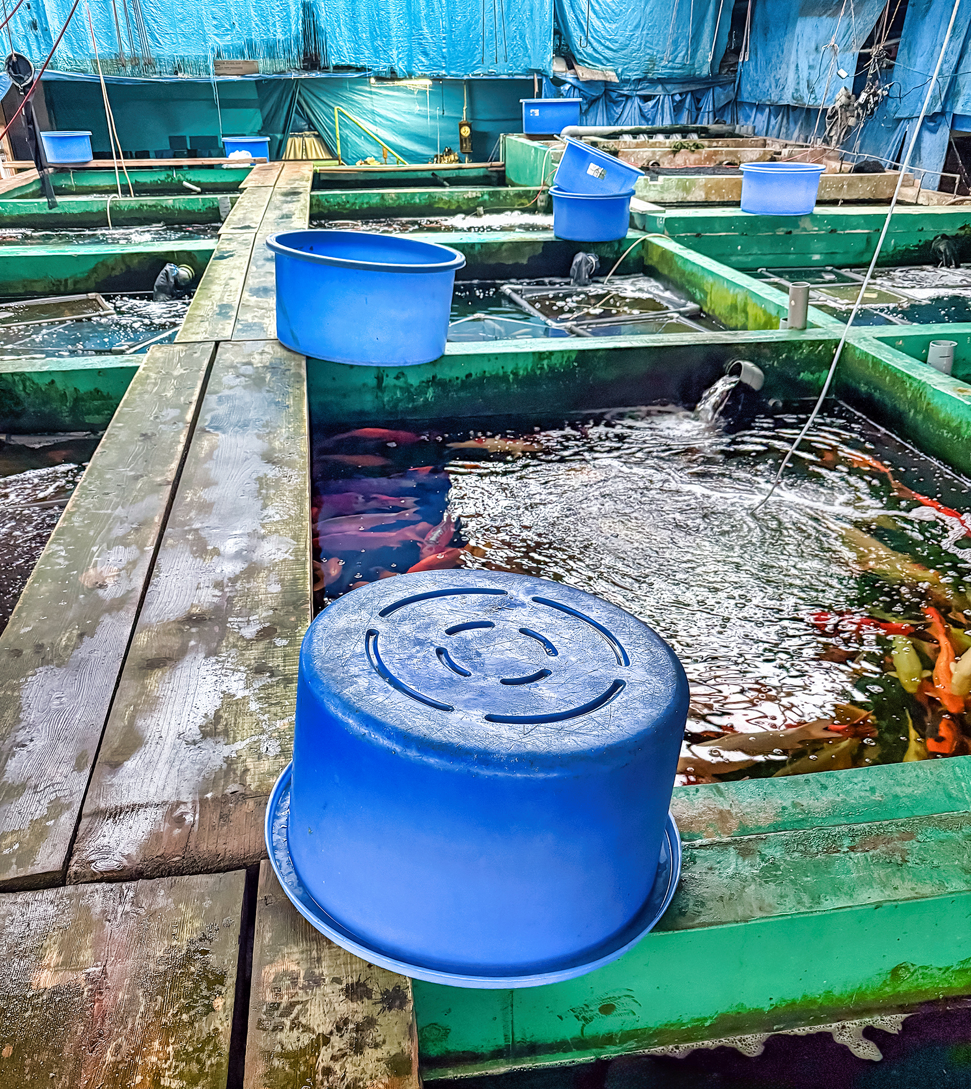Marusei Koi Farm Ponds