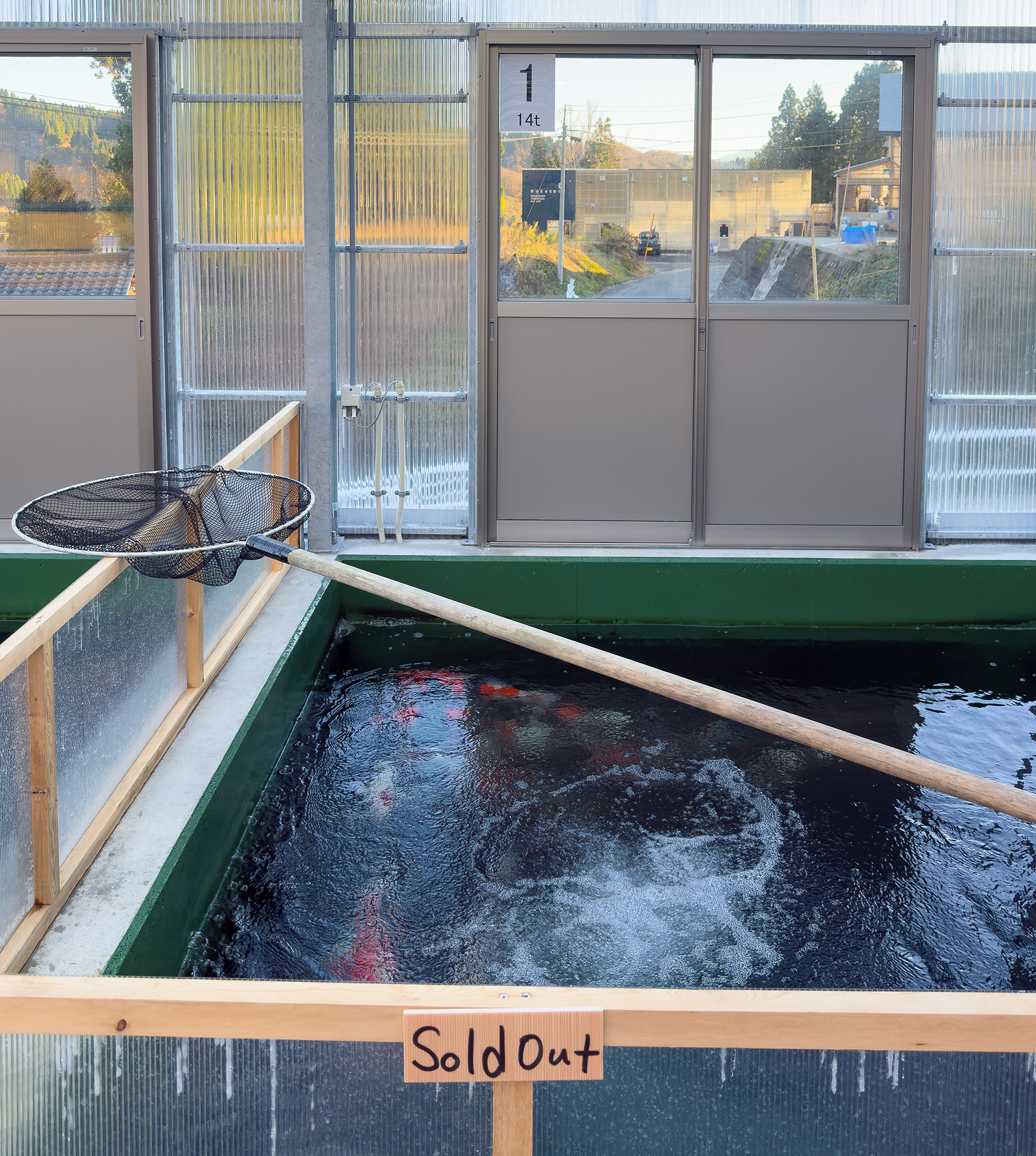Marushin Koi Farm: Sold Out