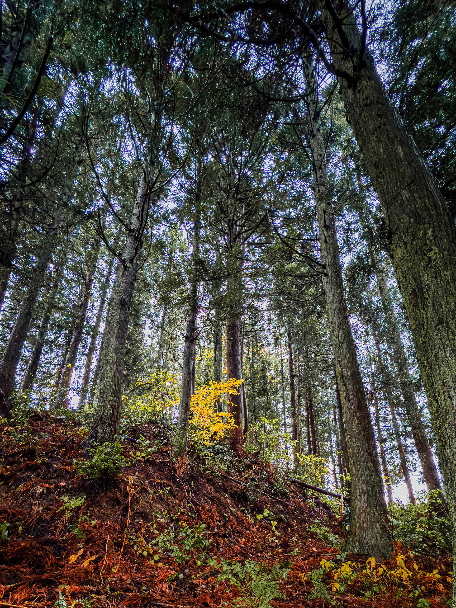 The forests around Fukusawa Koi Farm