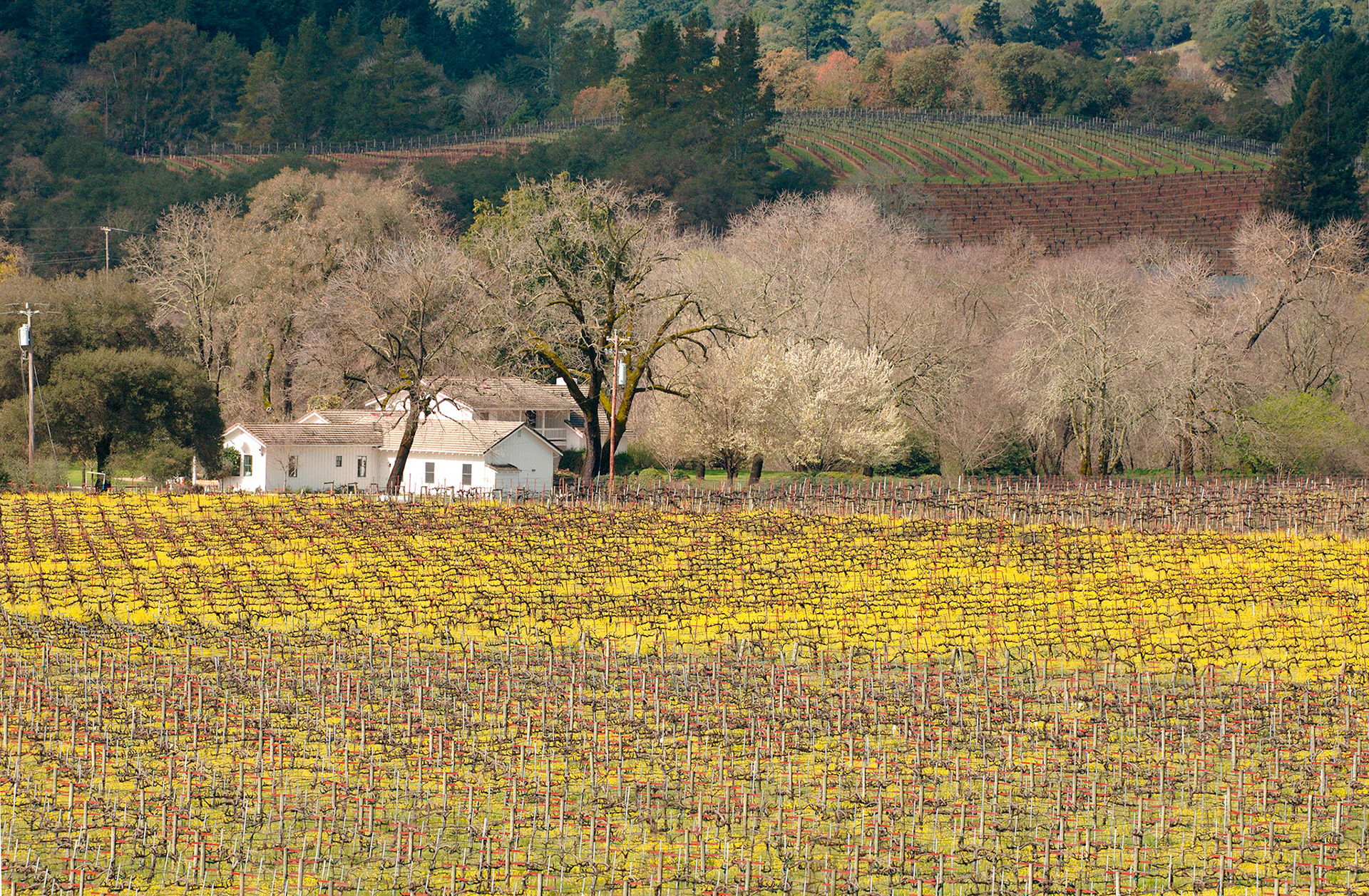 Vineyards along Dry Creek Rd. outside Healdsburg, California are a wonderment in Spring when the yellow mustard seed is in bloom