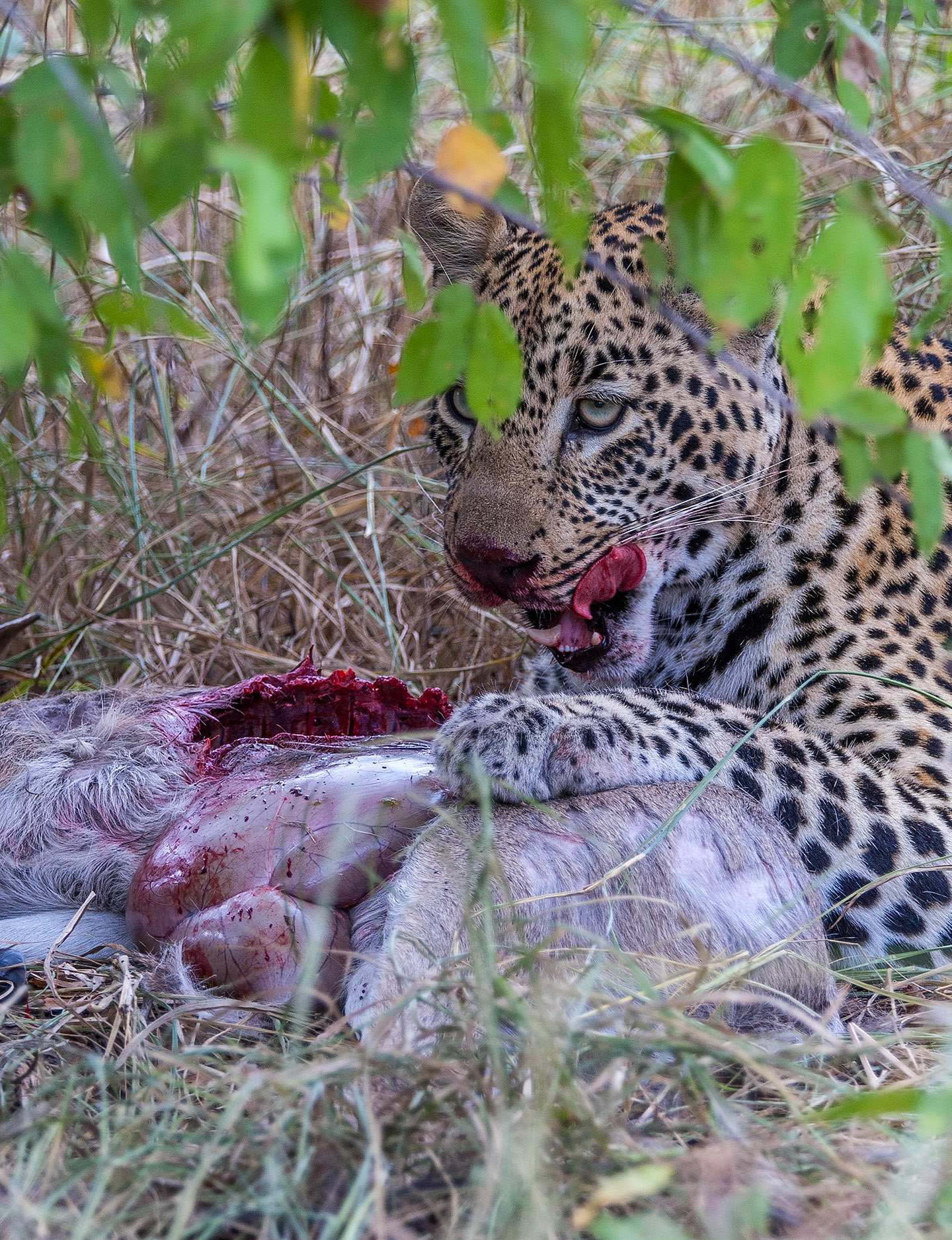 Leopard loves that diker taste
