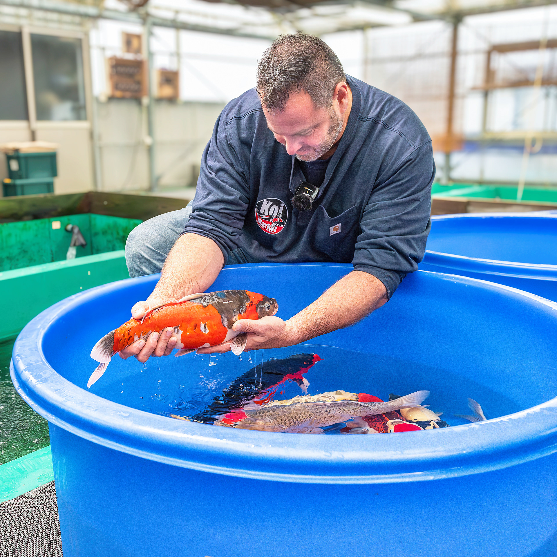 Shawn Rosen, owner, Koi Market Aquatic Gardens inspecting fish
