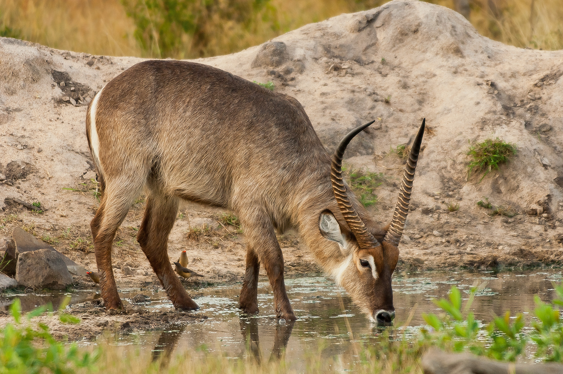 Buck at watering hole in Kruger National Park