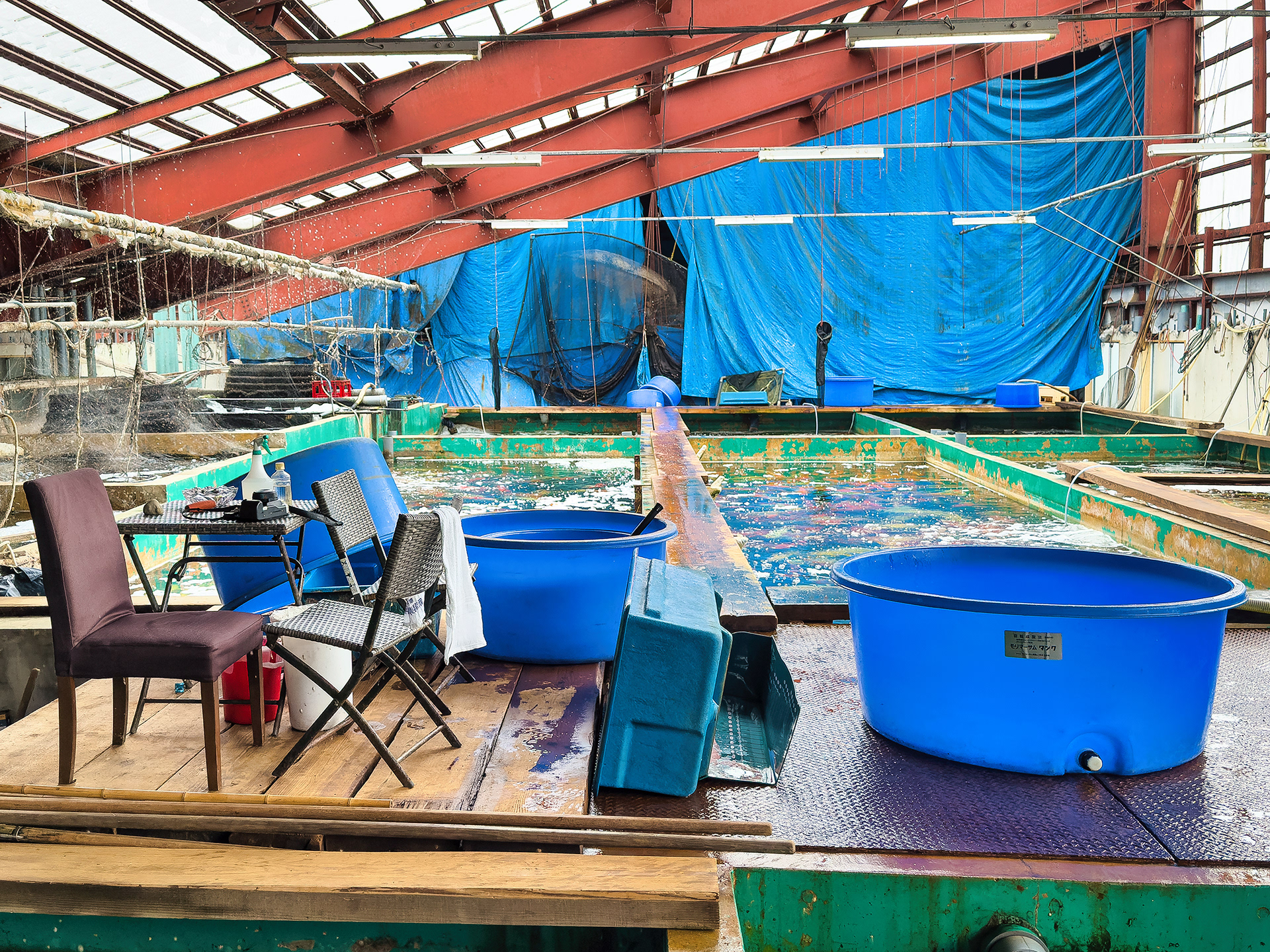 Indoor ponds at Marusei Koi Farm