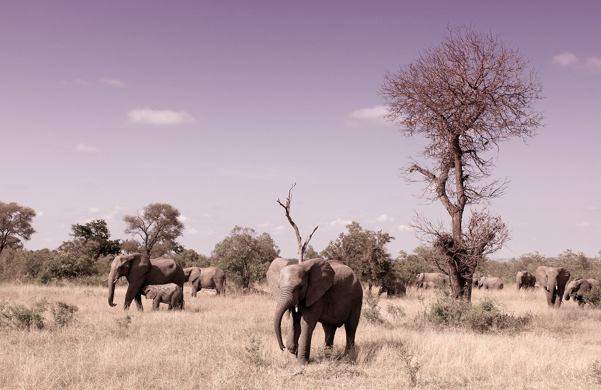 Large herd of 'ellies' appeared out of nowhere from the trees
