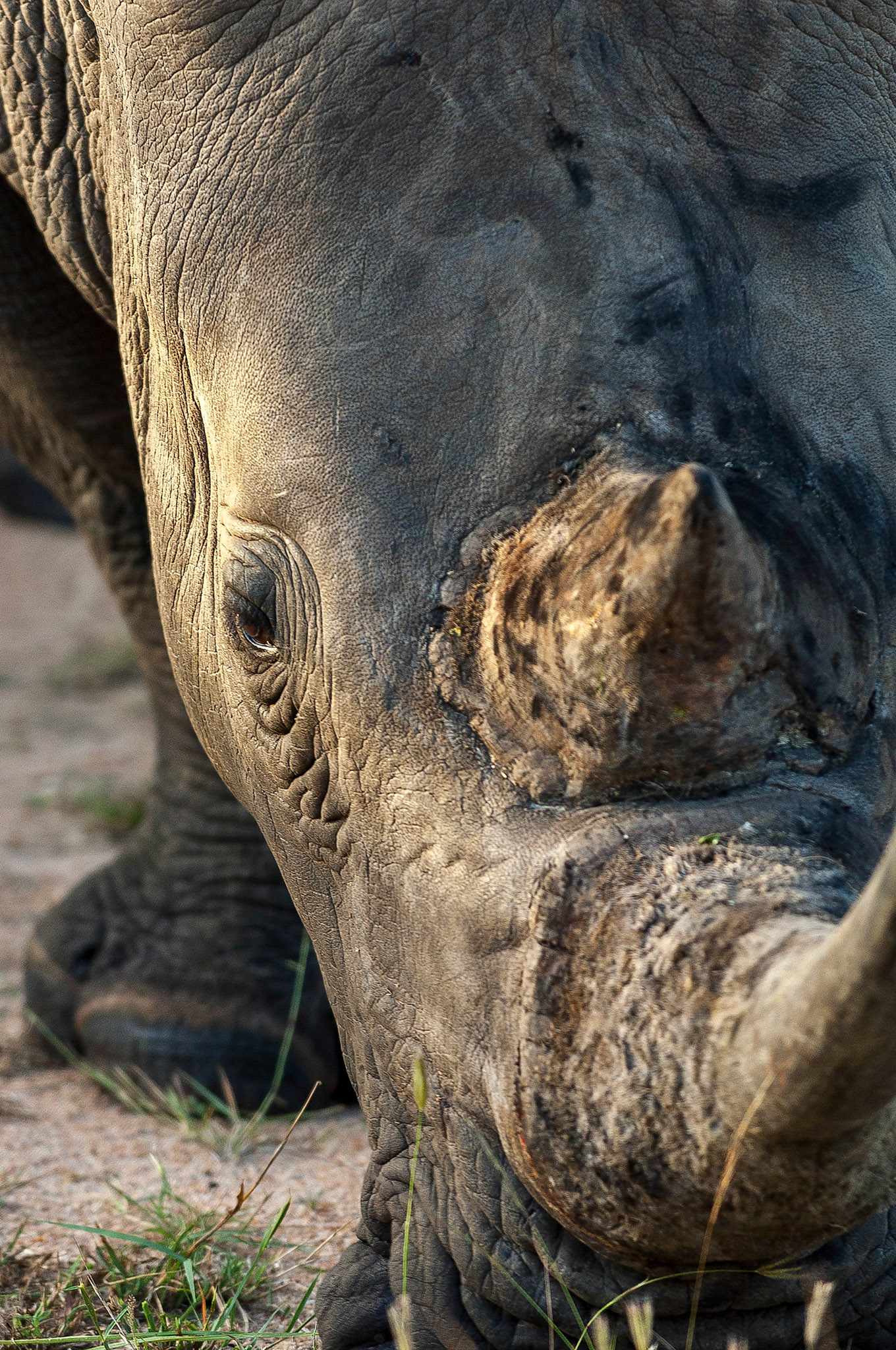 The watchful eye of a grazing Rhino