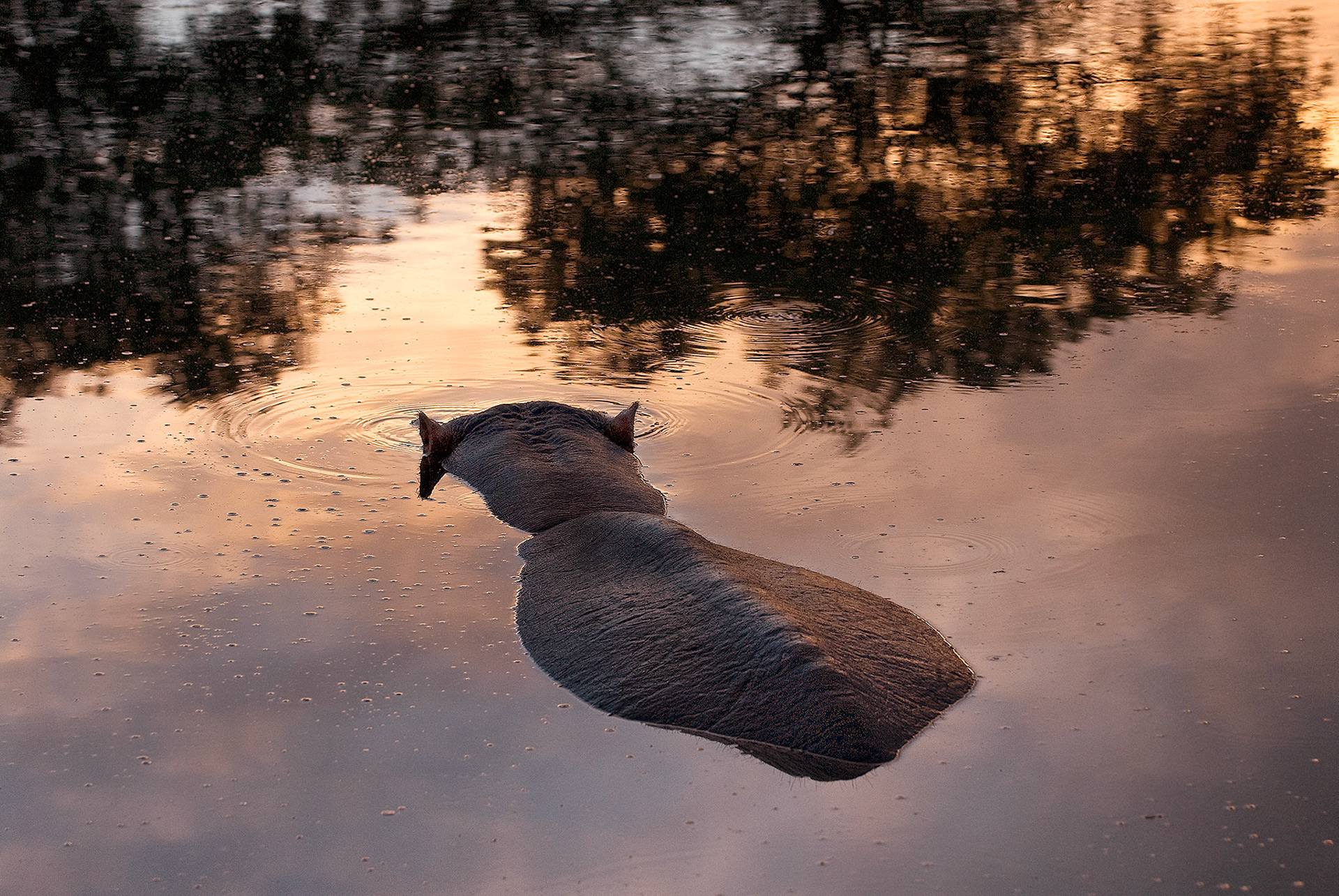 Hippo relaxing in Pond at sunset on the Sabi Sabi Earth Lodge in Kruger National Park.