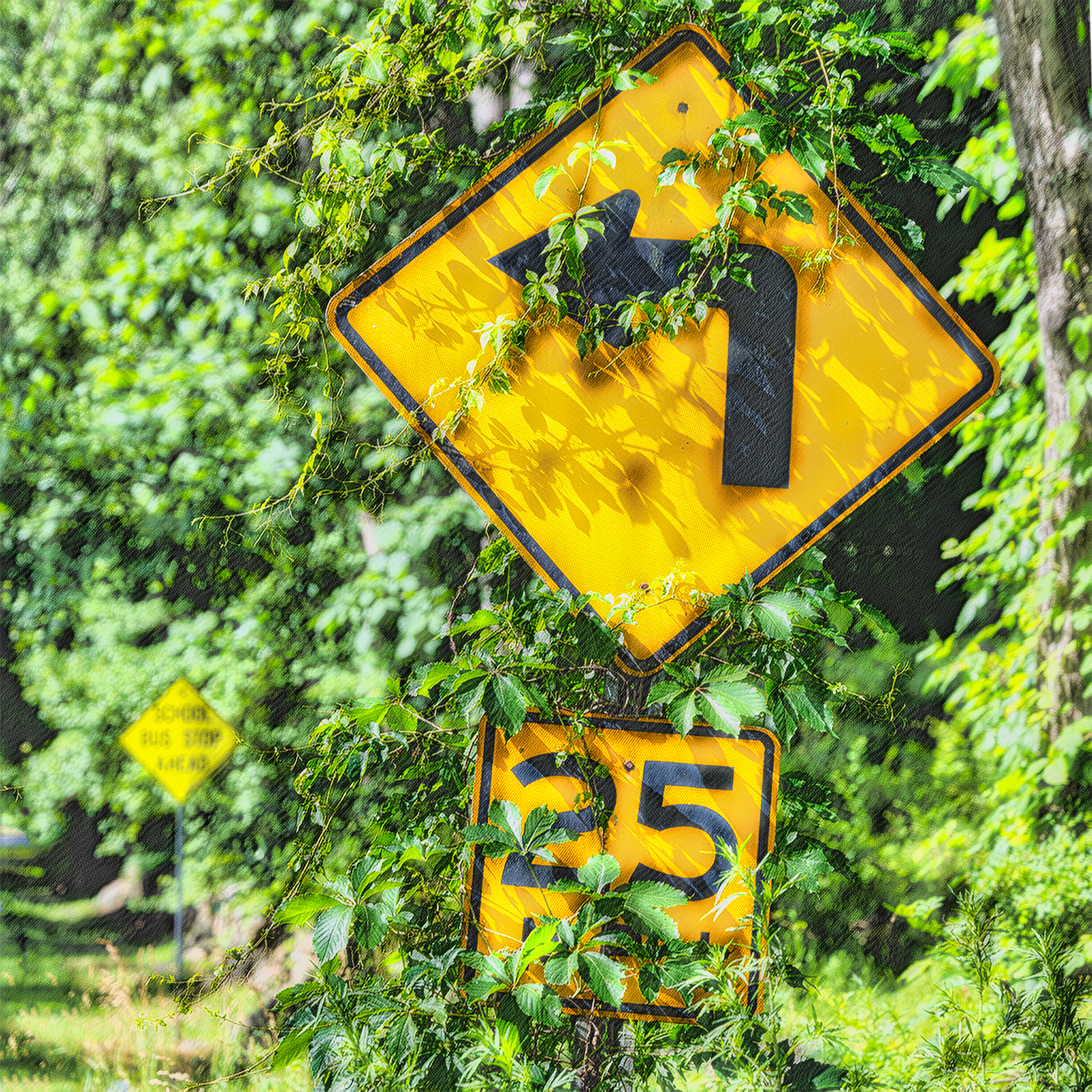 Summer weeds and vines take over the roadsides