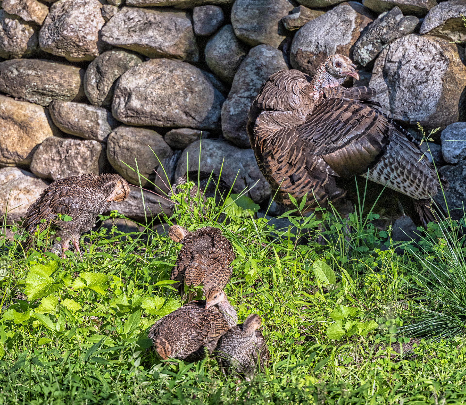 Turkey family doing some personal cleaning.