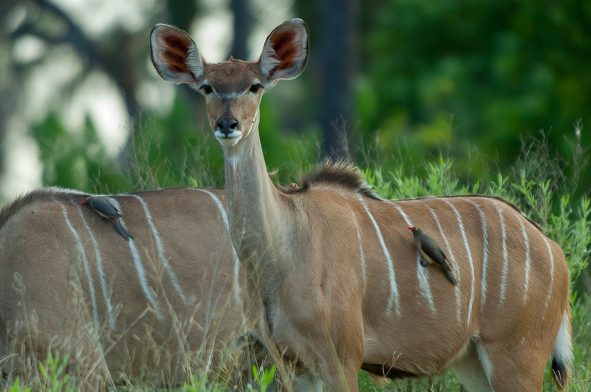 Kudu and his friends, Botswana