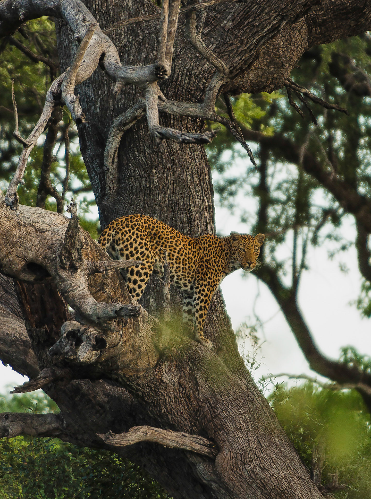 Leopard watches the plains for food opportunities