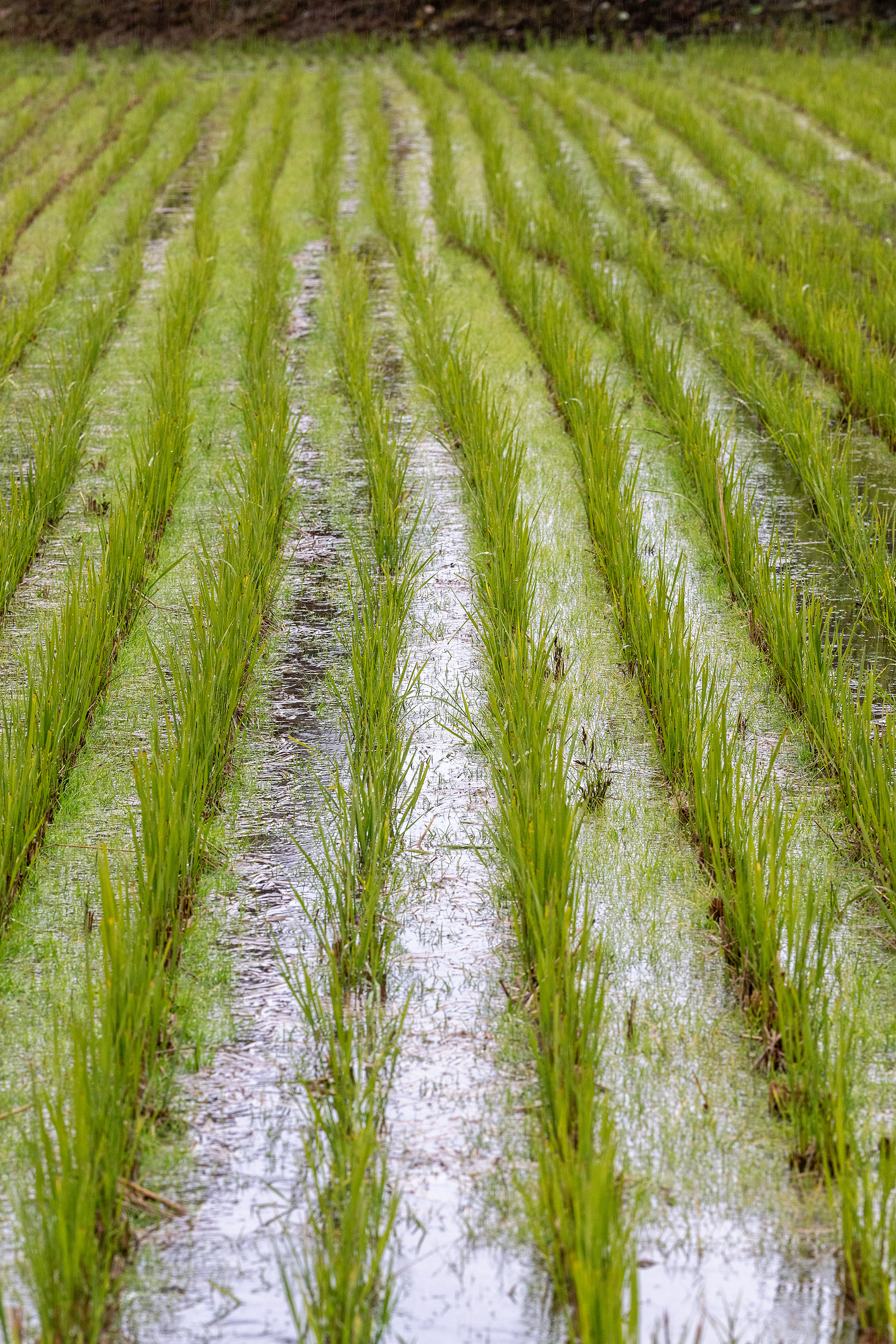 Marusei Koi Farm Rice paddy