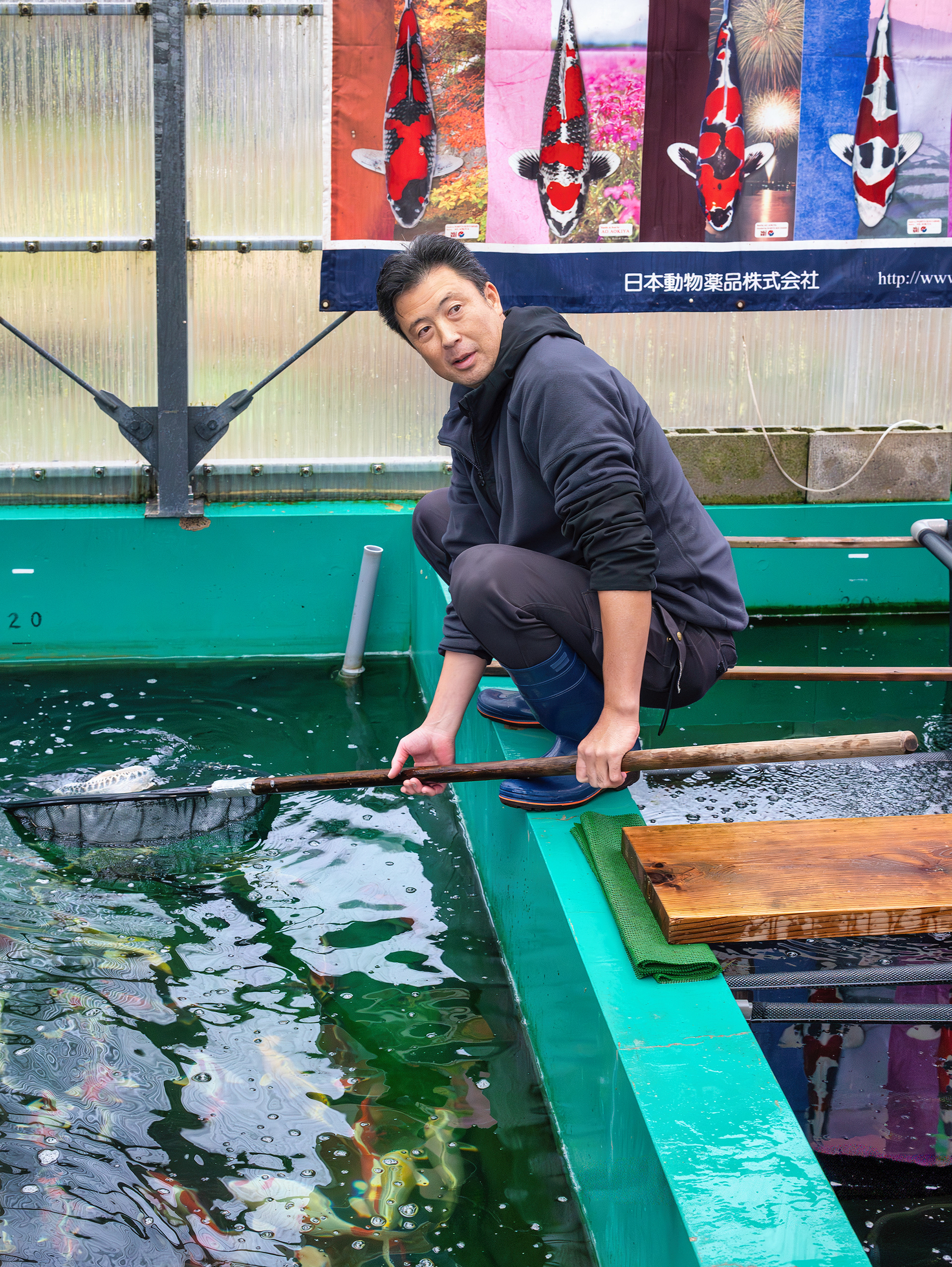 Ao Aokiya netting beautiful koi