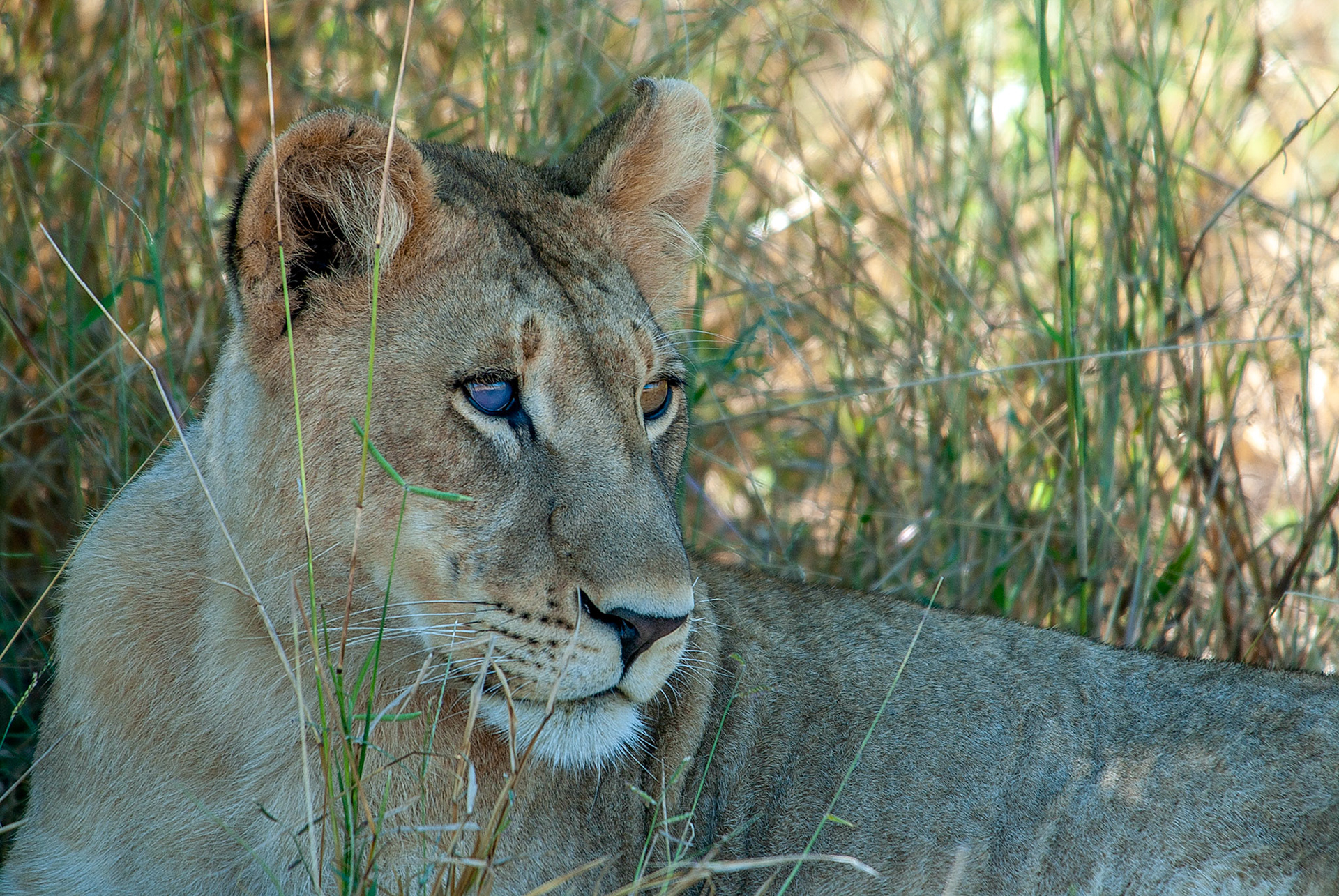 Lioness with cataract in her right eye