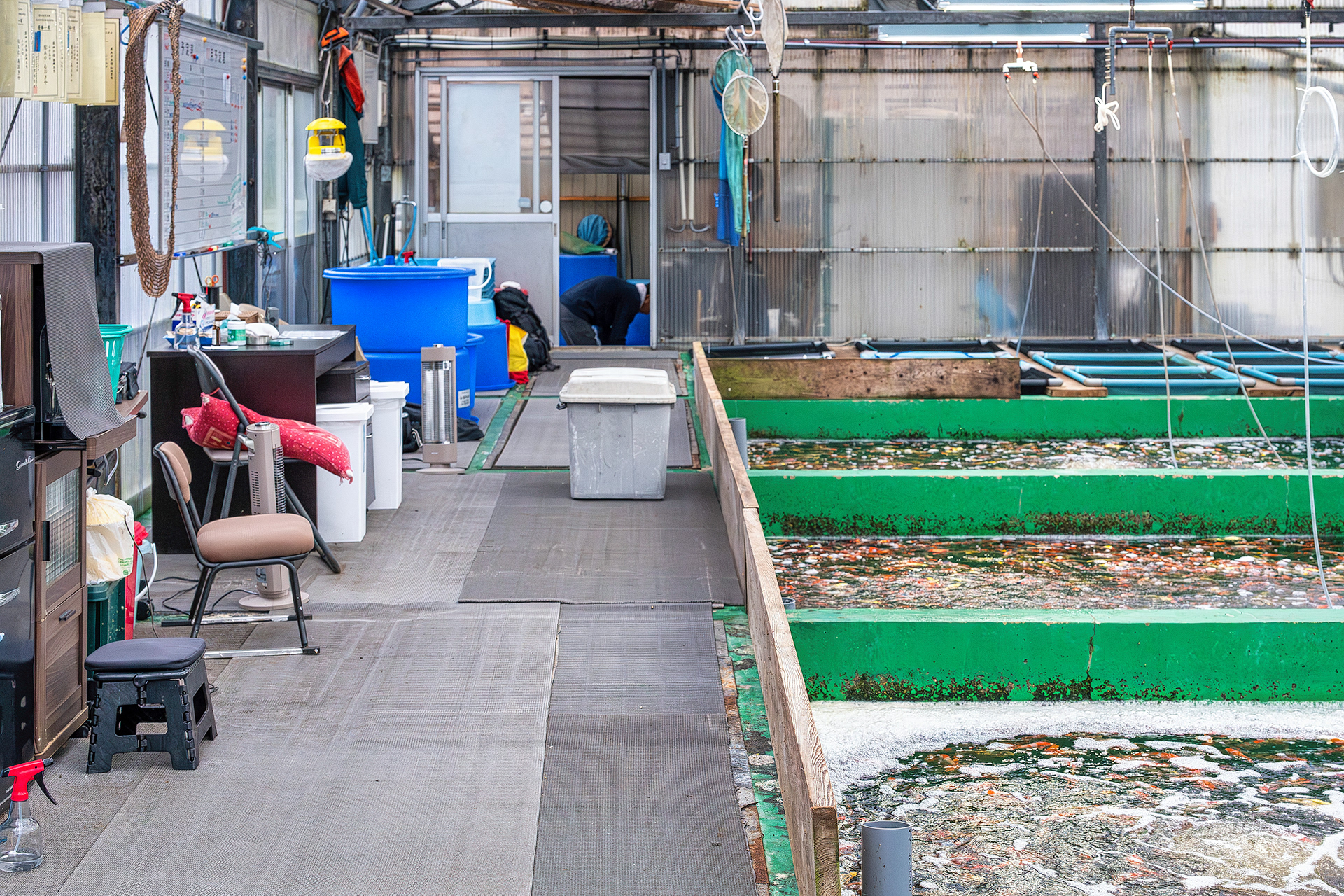 Motoyoshi Koi Farm is another one of the well kept farms visited