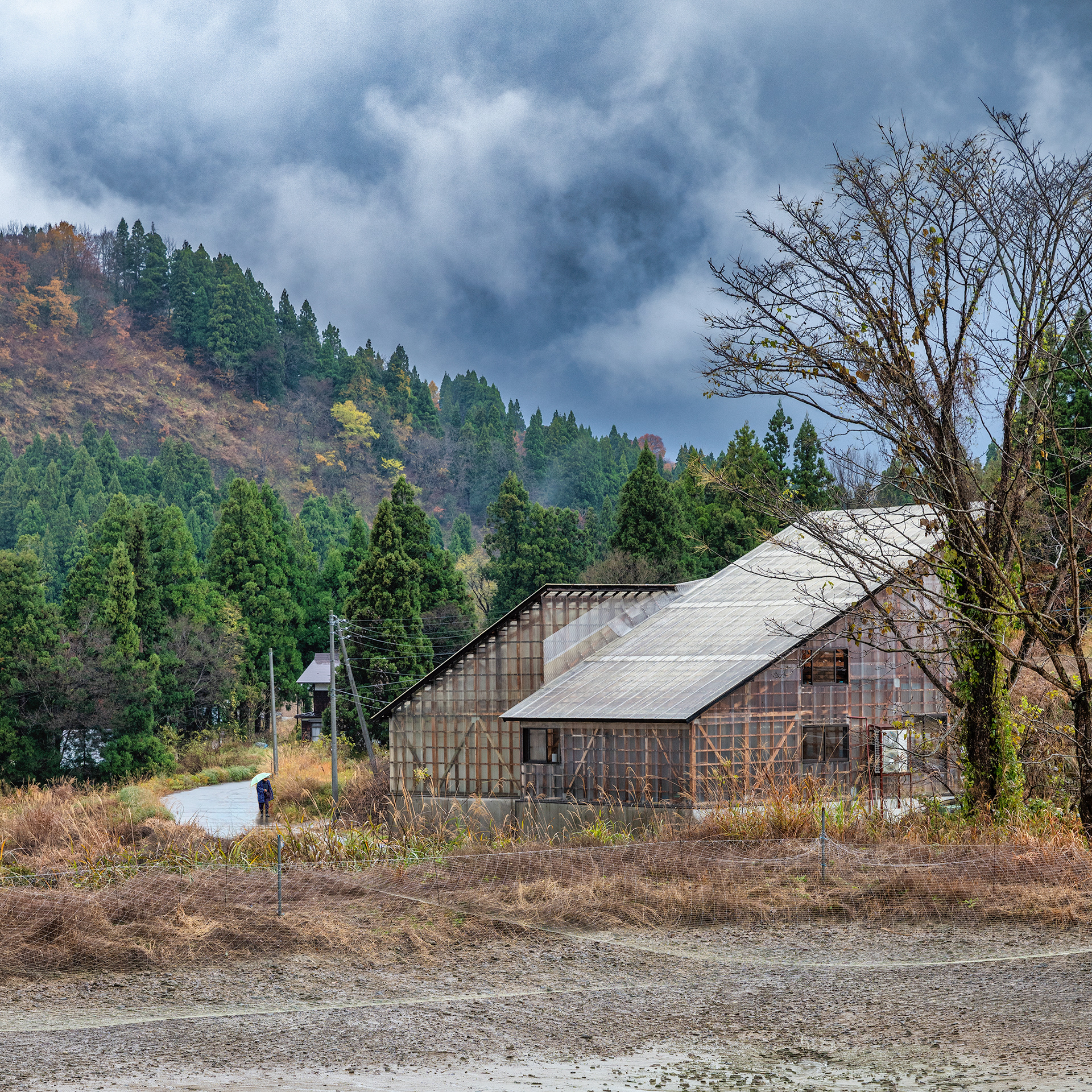 Oofuchi Hideaki walks to his Koi Farm for a live auction sale