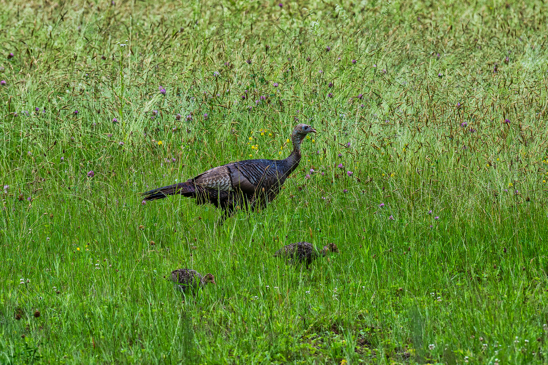 Wild turkeys are part of the wildlife you'll find in Bedford.