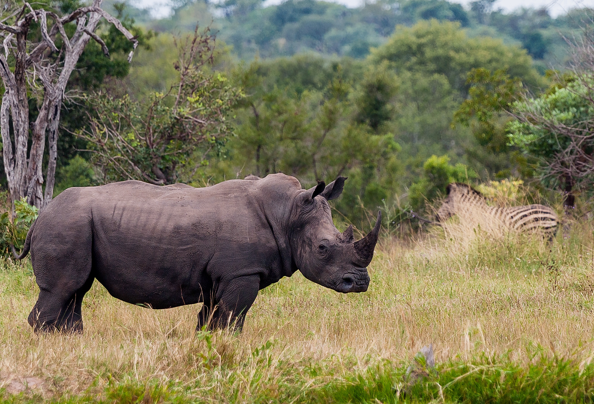 Rhino and Zebra in Okavango Delta