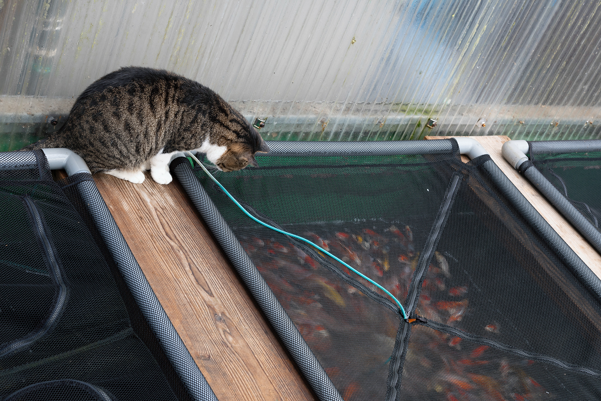 A Koi farm has to have a cat mascot right