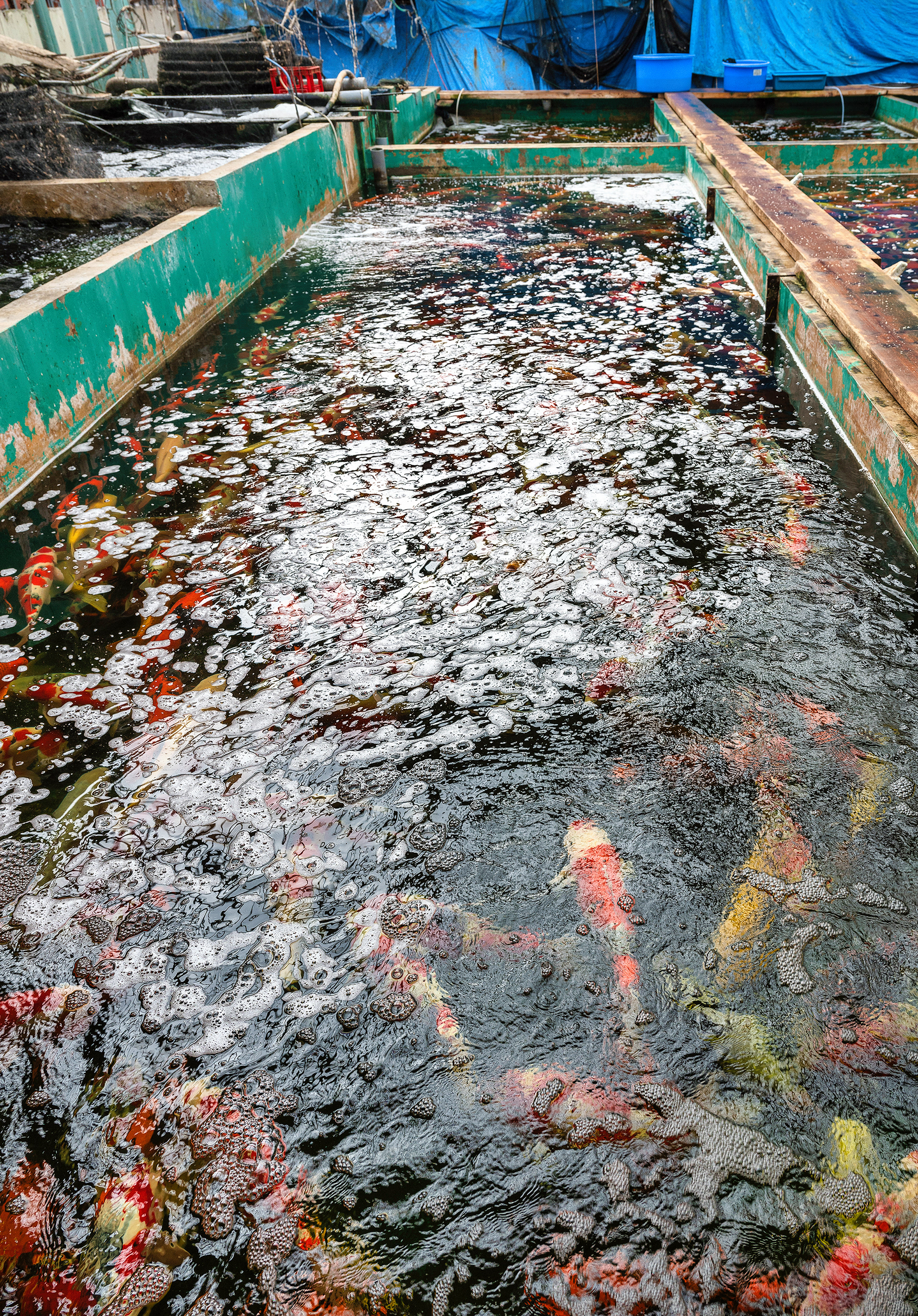 Marusei Koi Farm Ponds