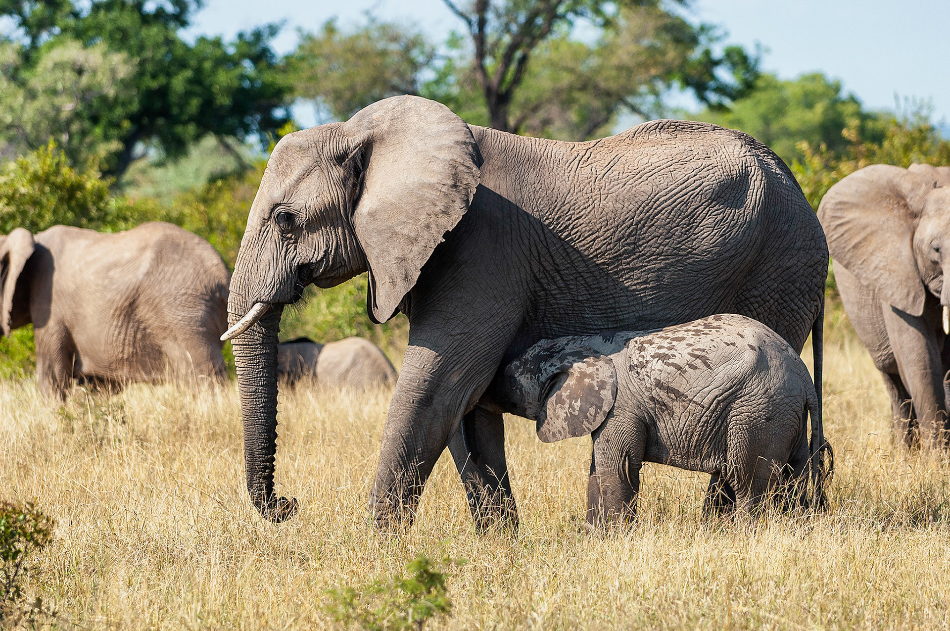 Feeding time, Kruger National Park