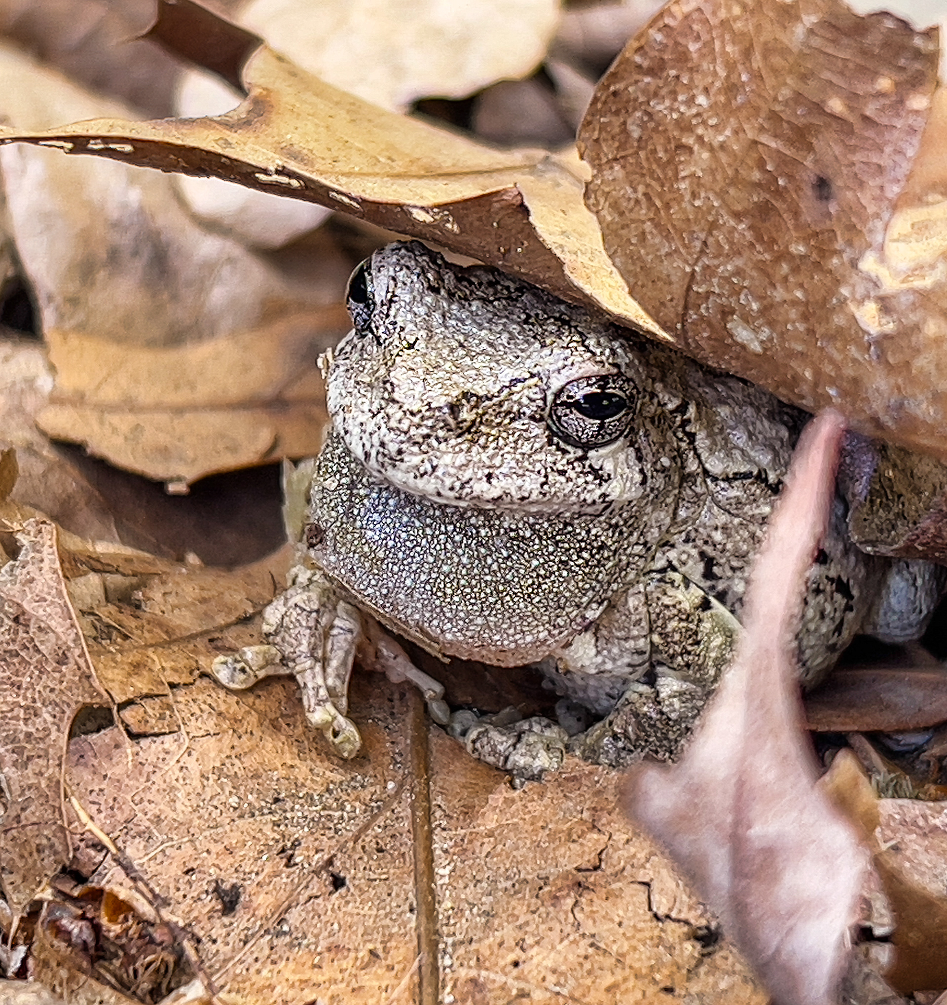 Falling asleep to the sound of frogs is magical