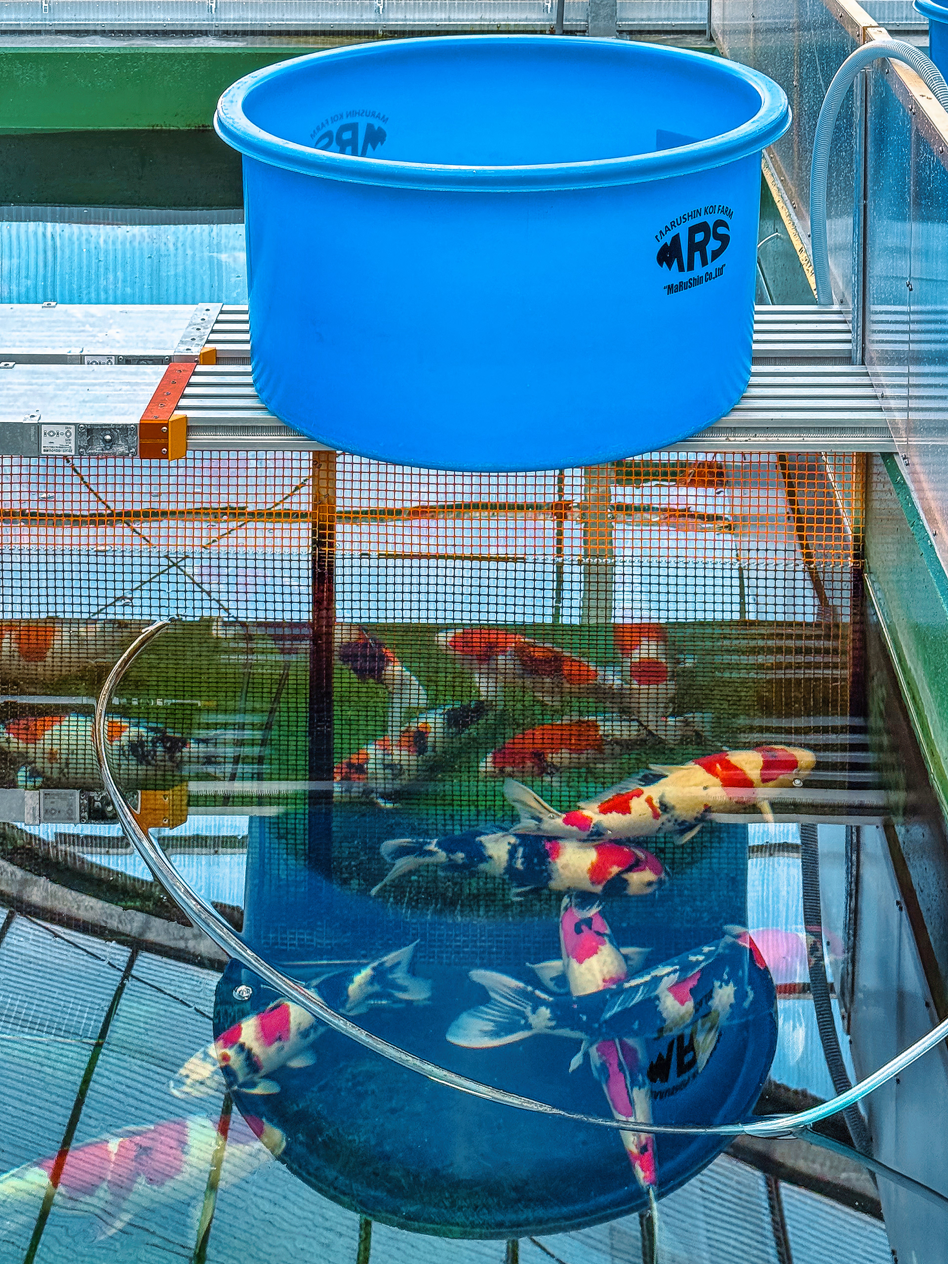 Marushin Koi Farm is a very pristine facility