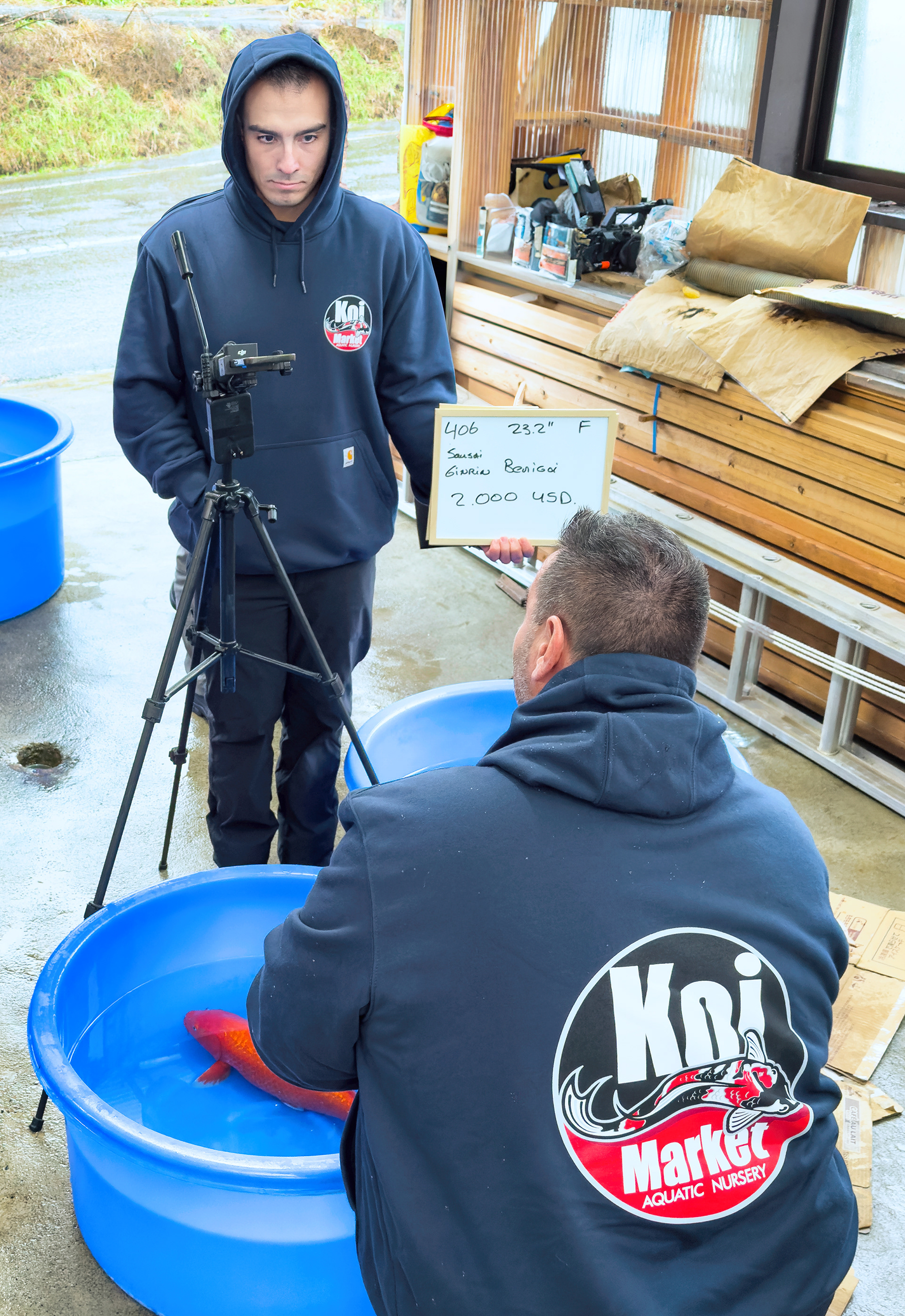 LIve Auction from the Fukusawa Koi Farm by Koi Market Aquatic 