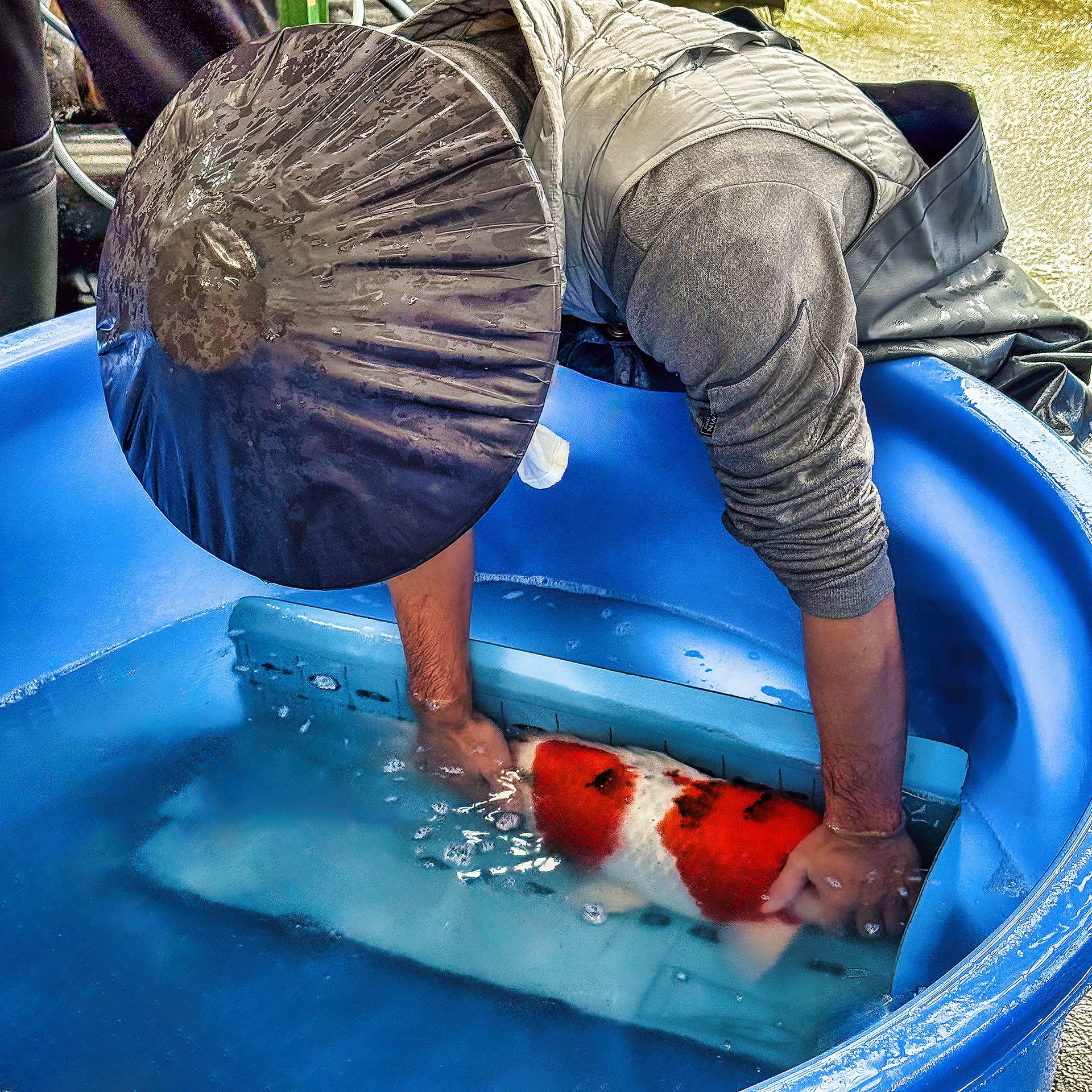 Fish size matters when it comes to pricing