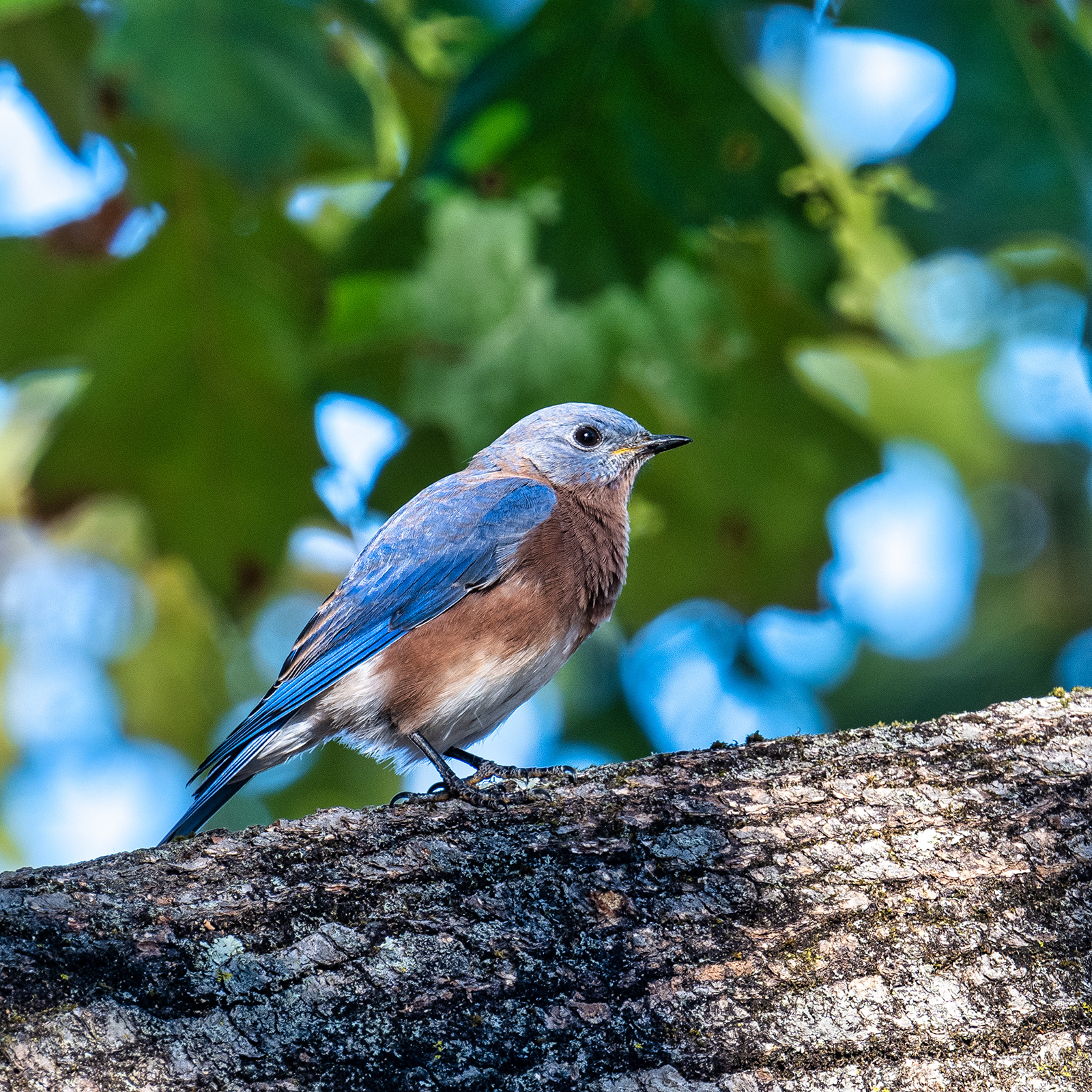 Northeast Blue Bird in Bedford, NY.
