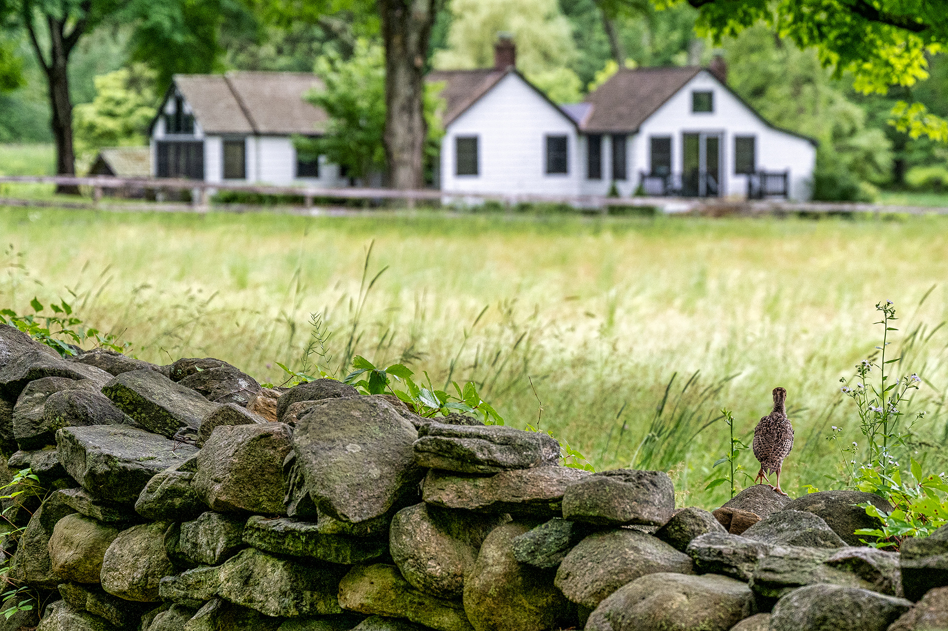 A poult, baby turkey, looks for it's mom in the tall grasses.